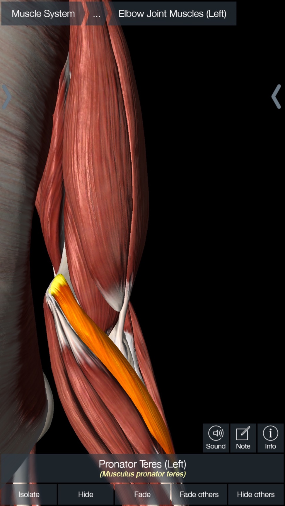 Golfers Elbow. What is it and how to treat - The Orthobiologic Clinic