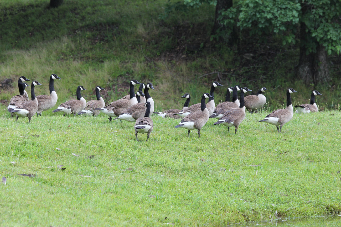 Goose Control Charlotte NC | Goose Masters | Get Rid of Geese