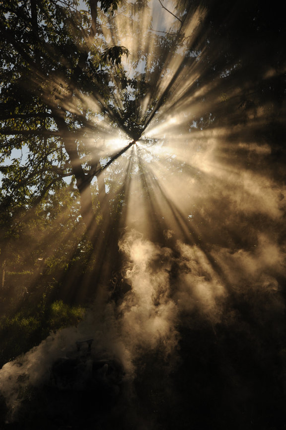 Light Through The Forest