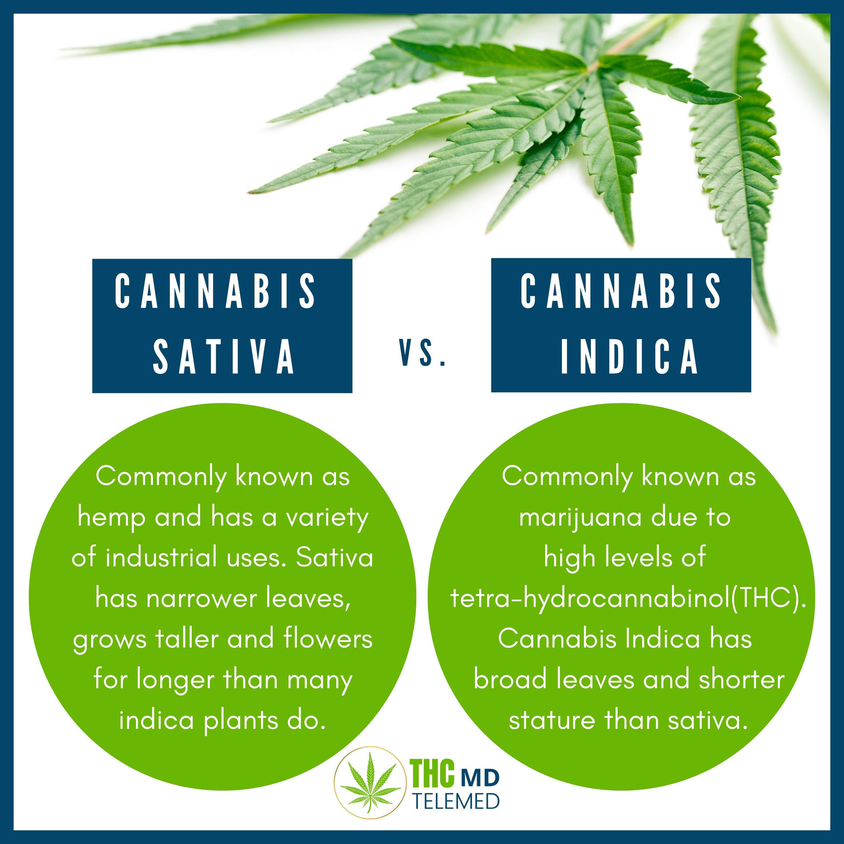 Cannabis Sativa VS Indica - THCMD TELEMED