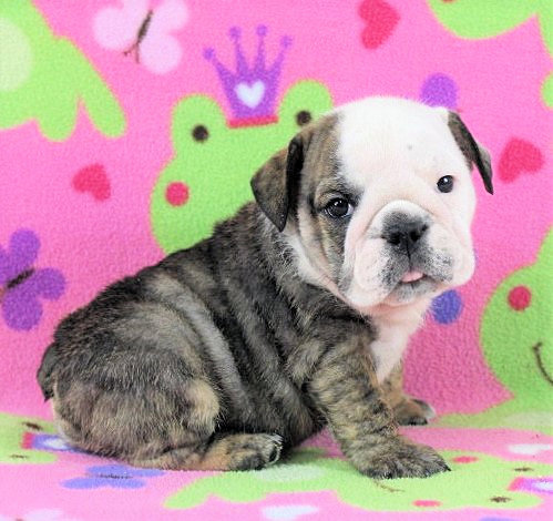 Puppies - Newbies | Sugarplum Bulldogs the smaller English Bulldog Puppies