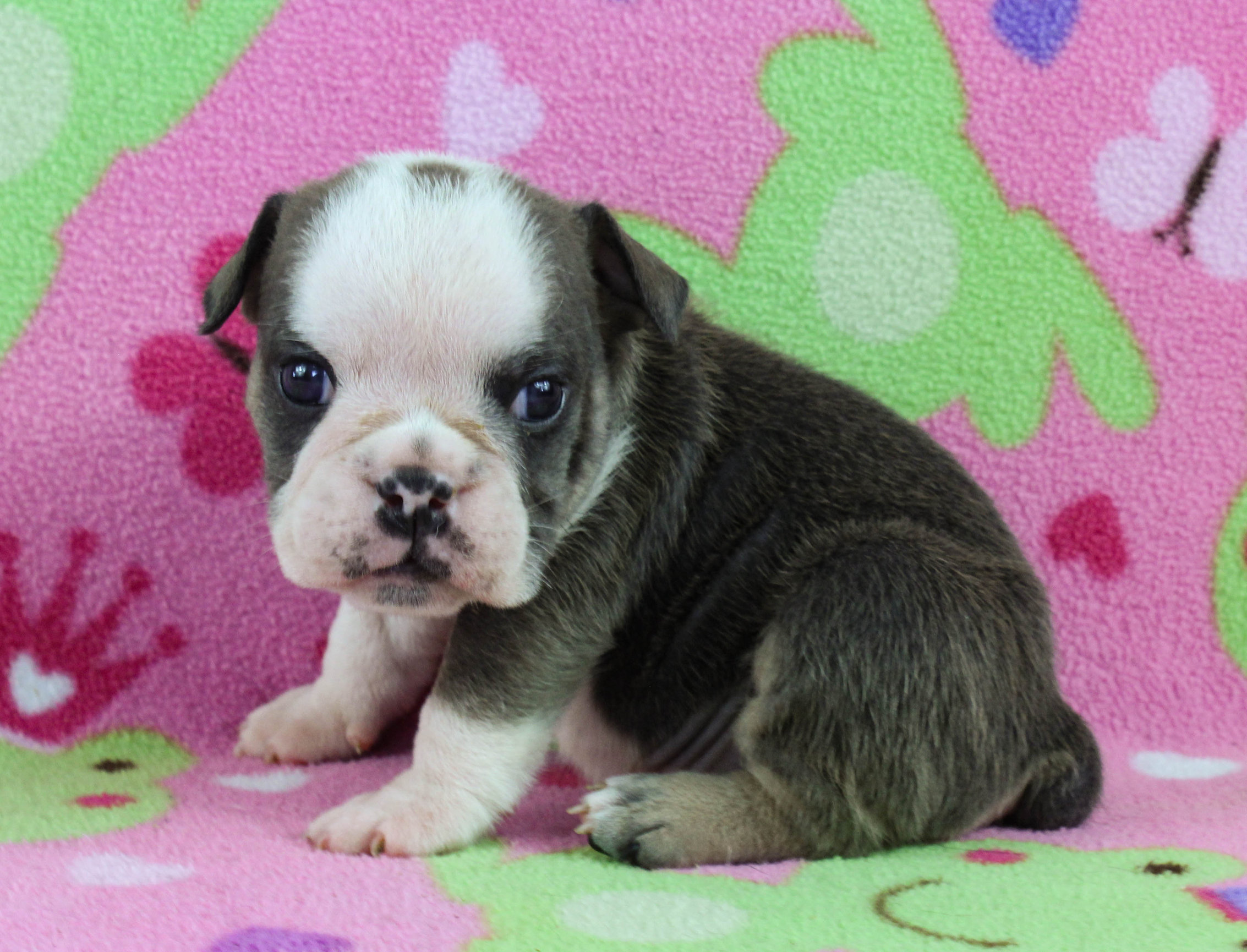 Home of the Smaller AKC English Bulldog Puppies - Newbies