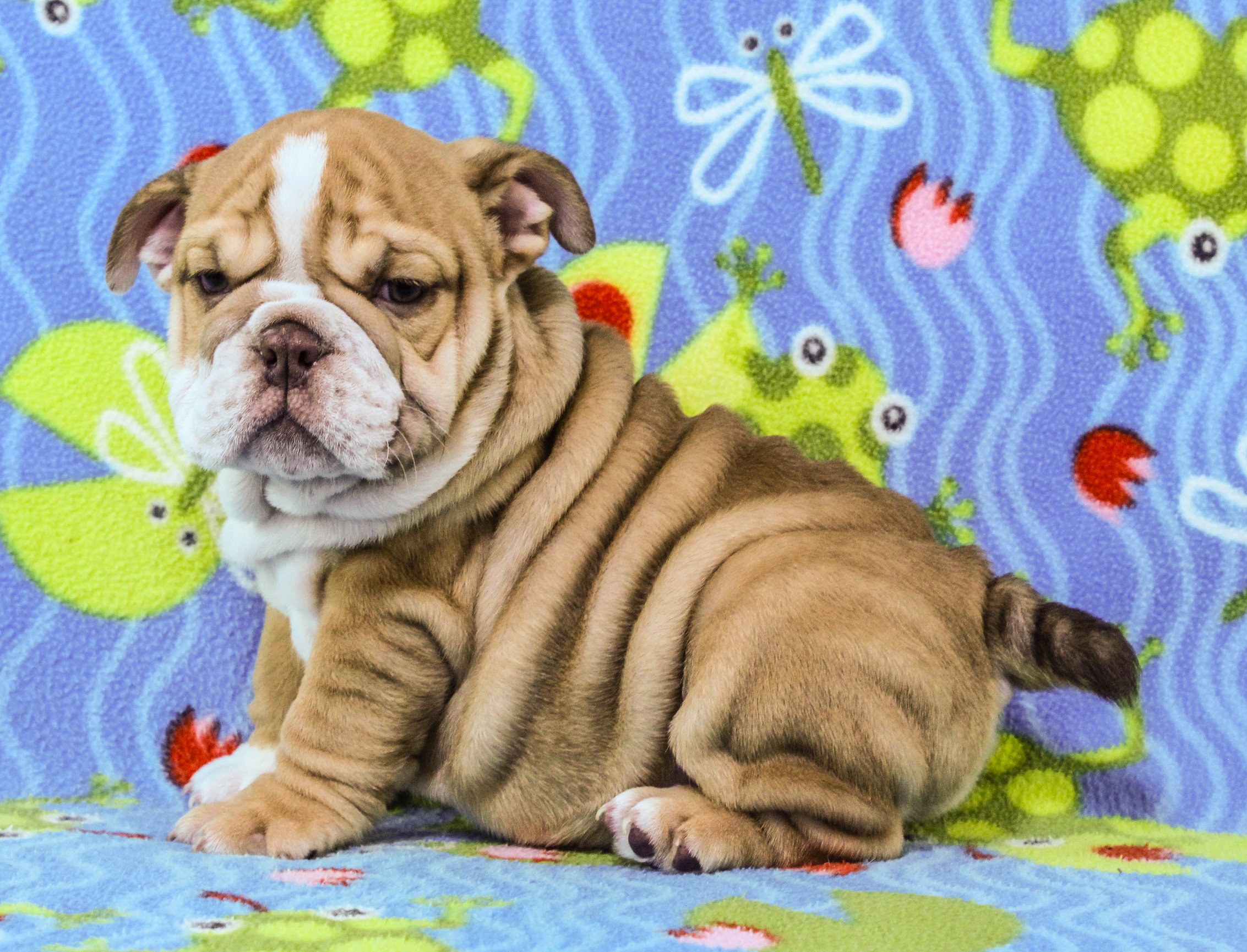 Home of the Smaller AKC English Bulldog Puppies - Newbies