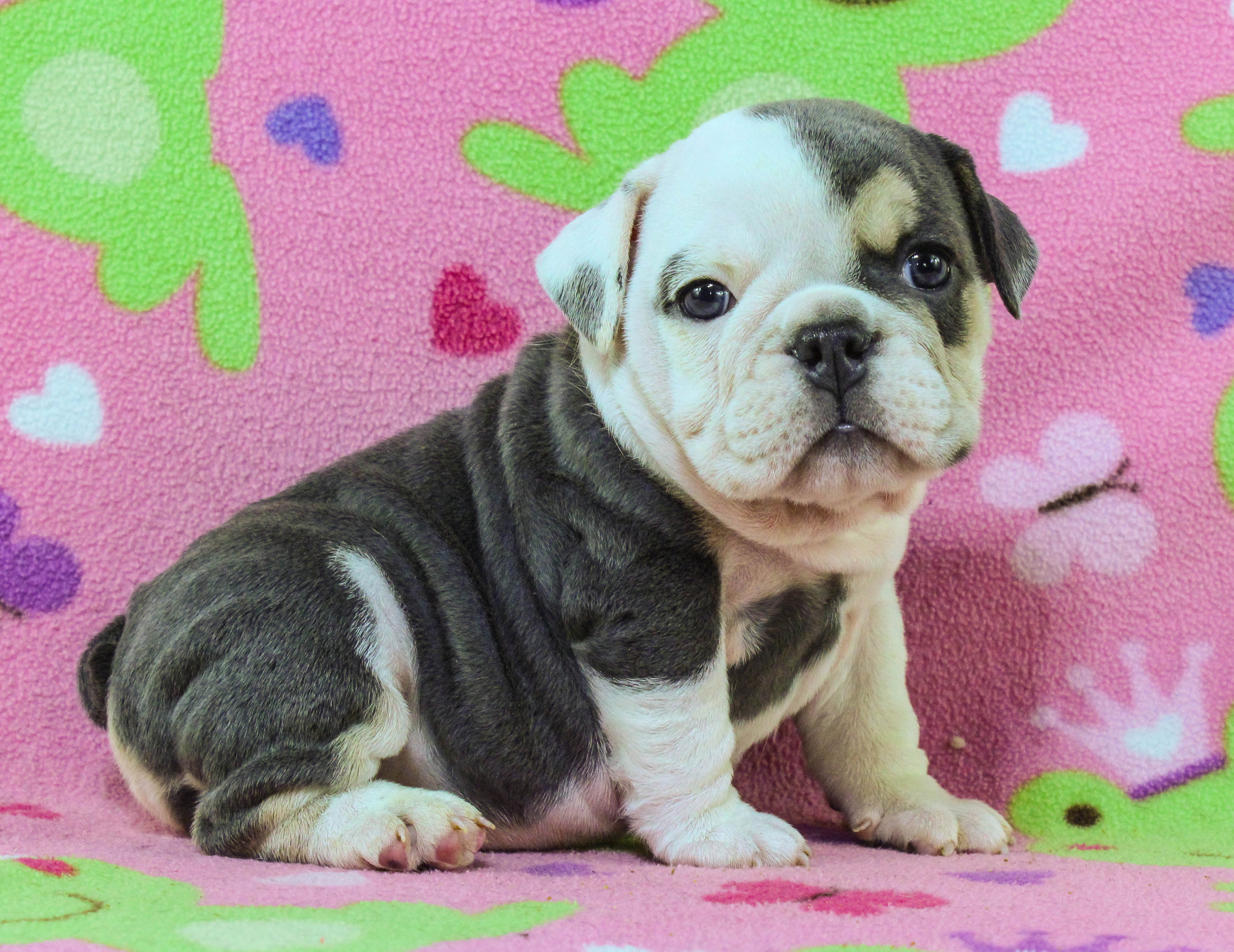 Home of the Smaller AKC English Bulldog Puppies - Newbies