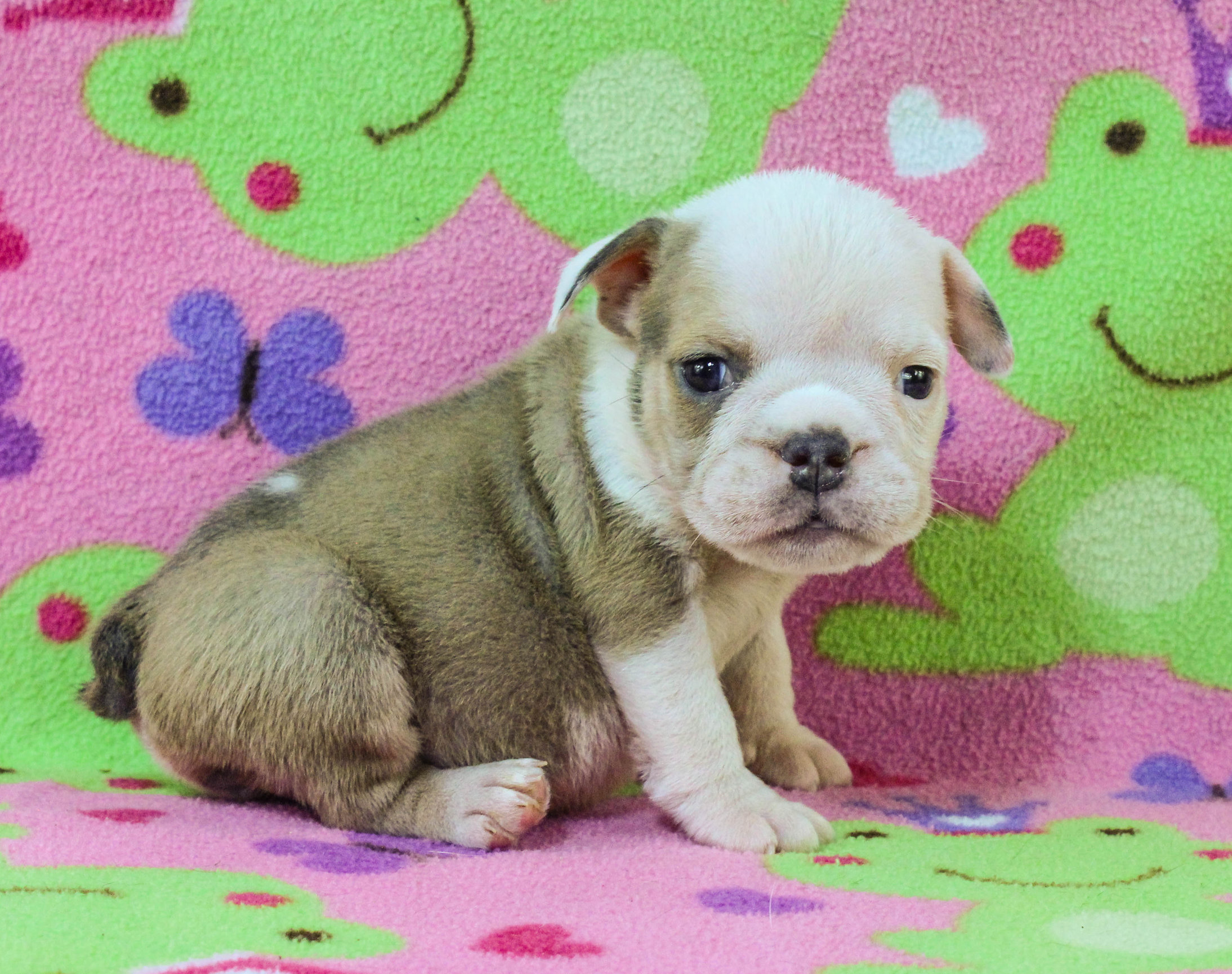 Home of the Smaller AKC English Bulldog Puppies - Newbies