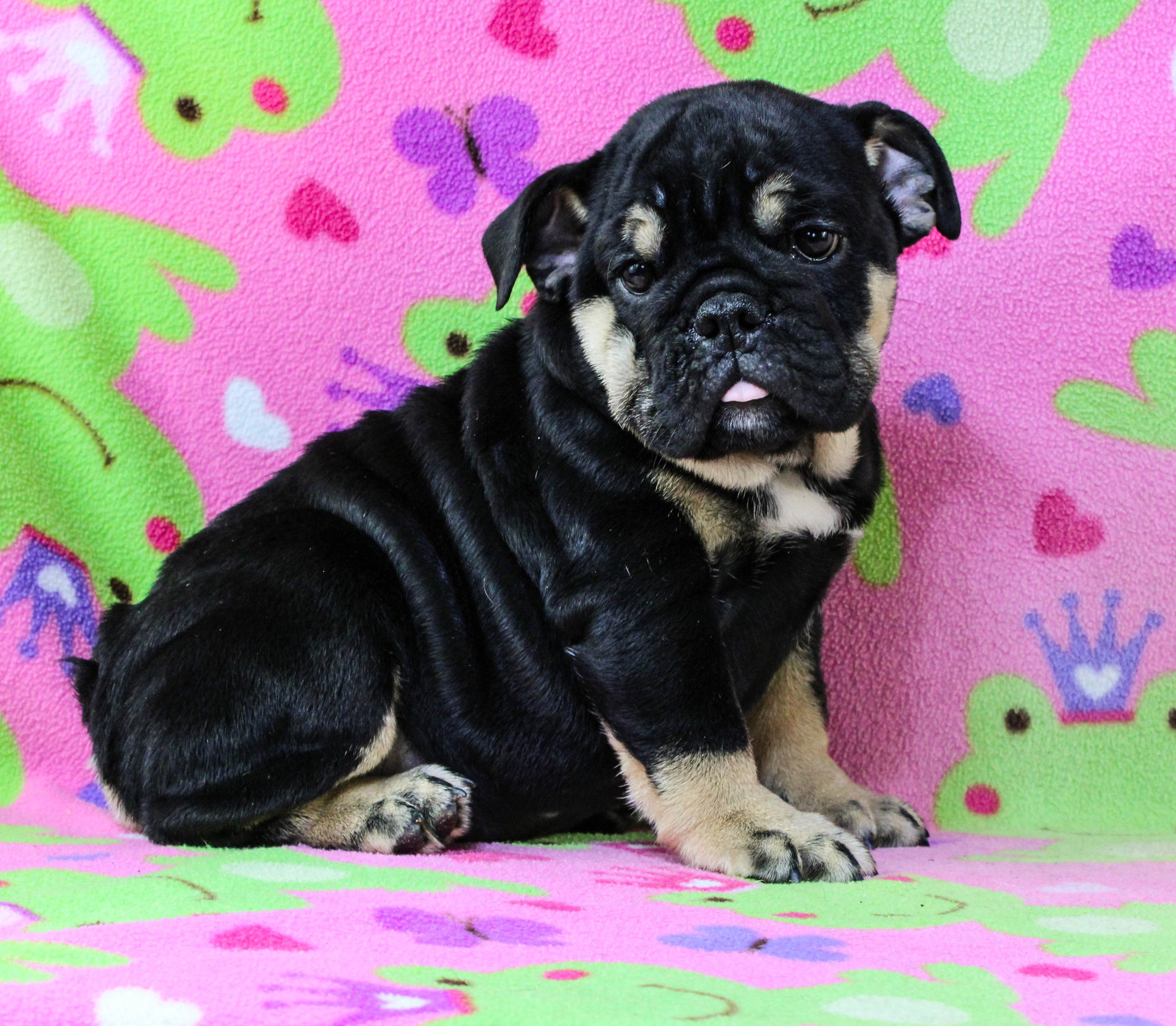 Home of the Smaller AKC English Bulldog Puppies - Newbies