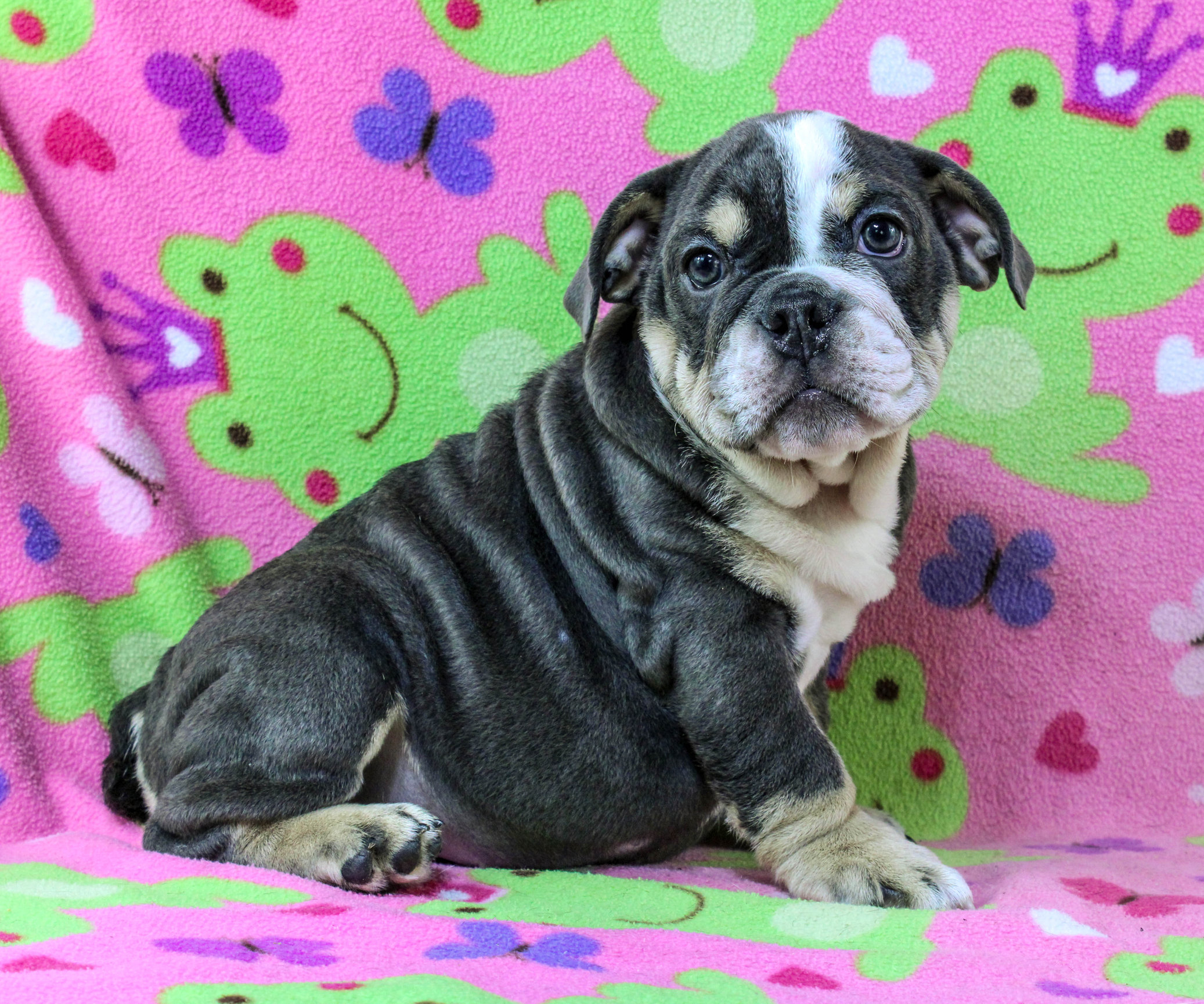 Home of the Smaller AKC English Bulldog Puppies - Newbies