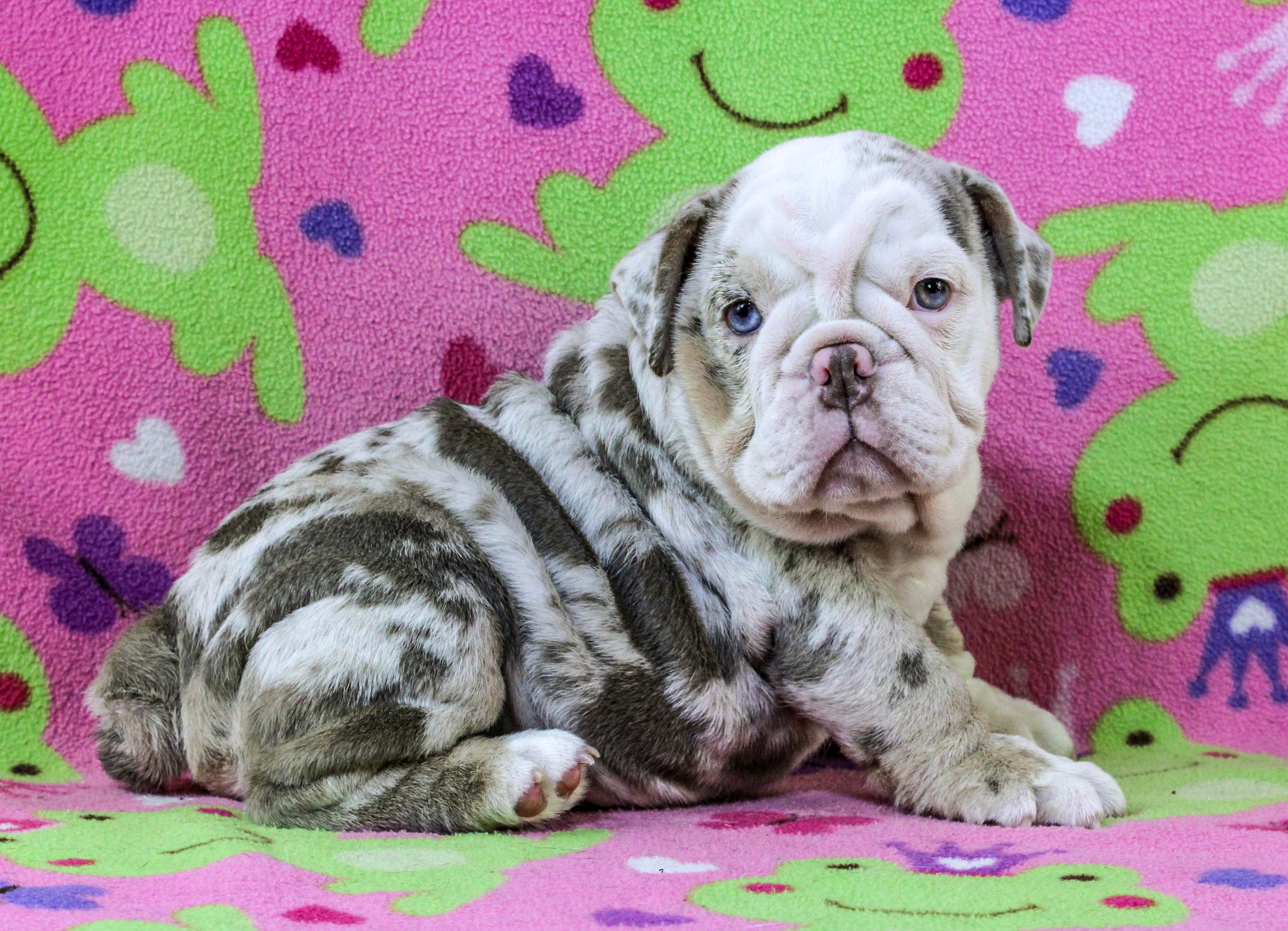 Home of the Smaller AKC English Bulldog Puppies - Newbies