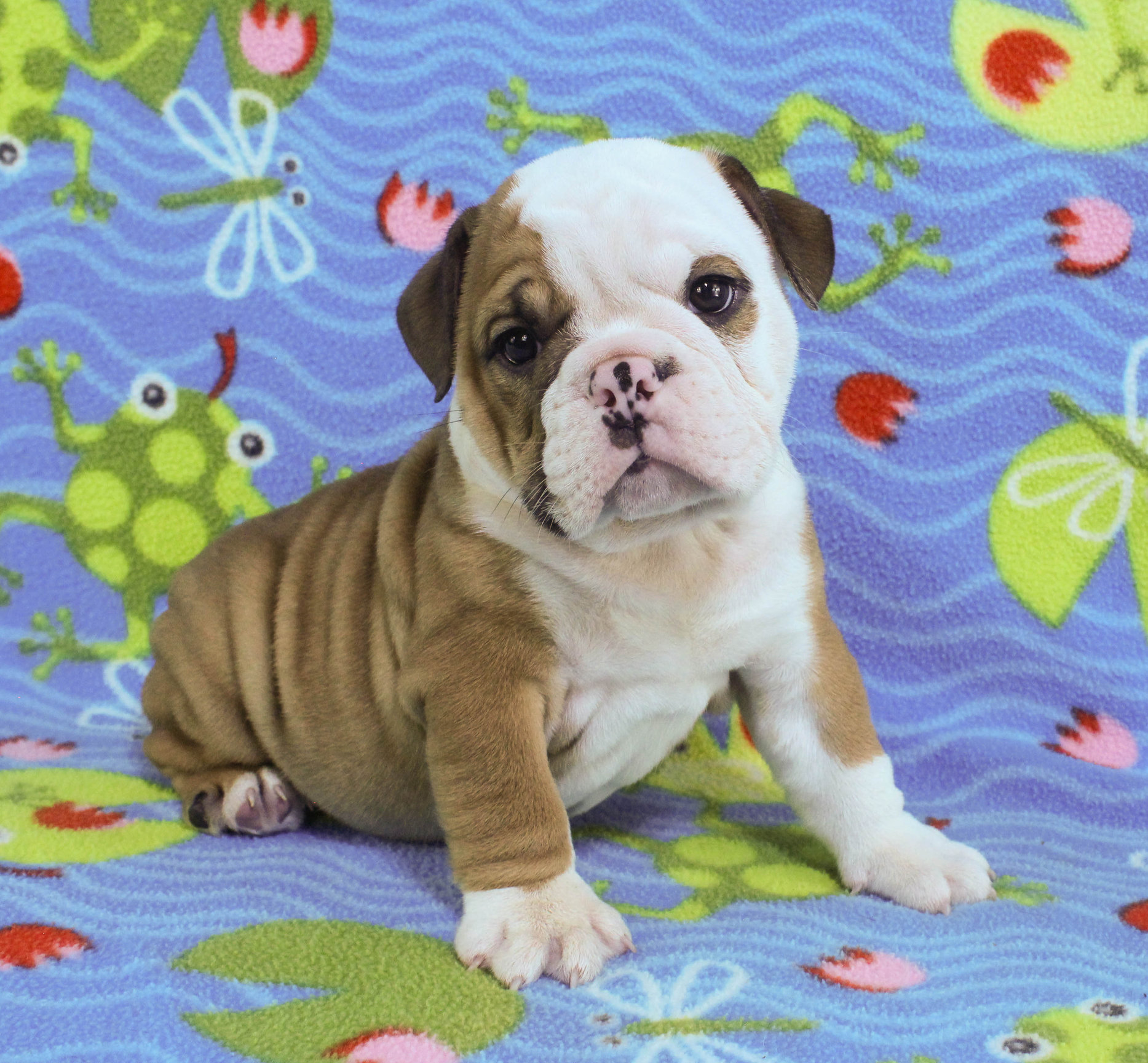 Home of the Smaller AKC English Bulldog Puppies - Newbies