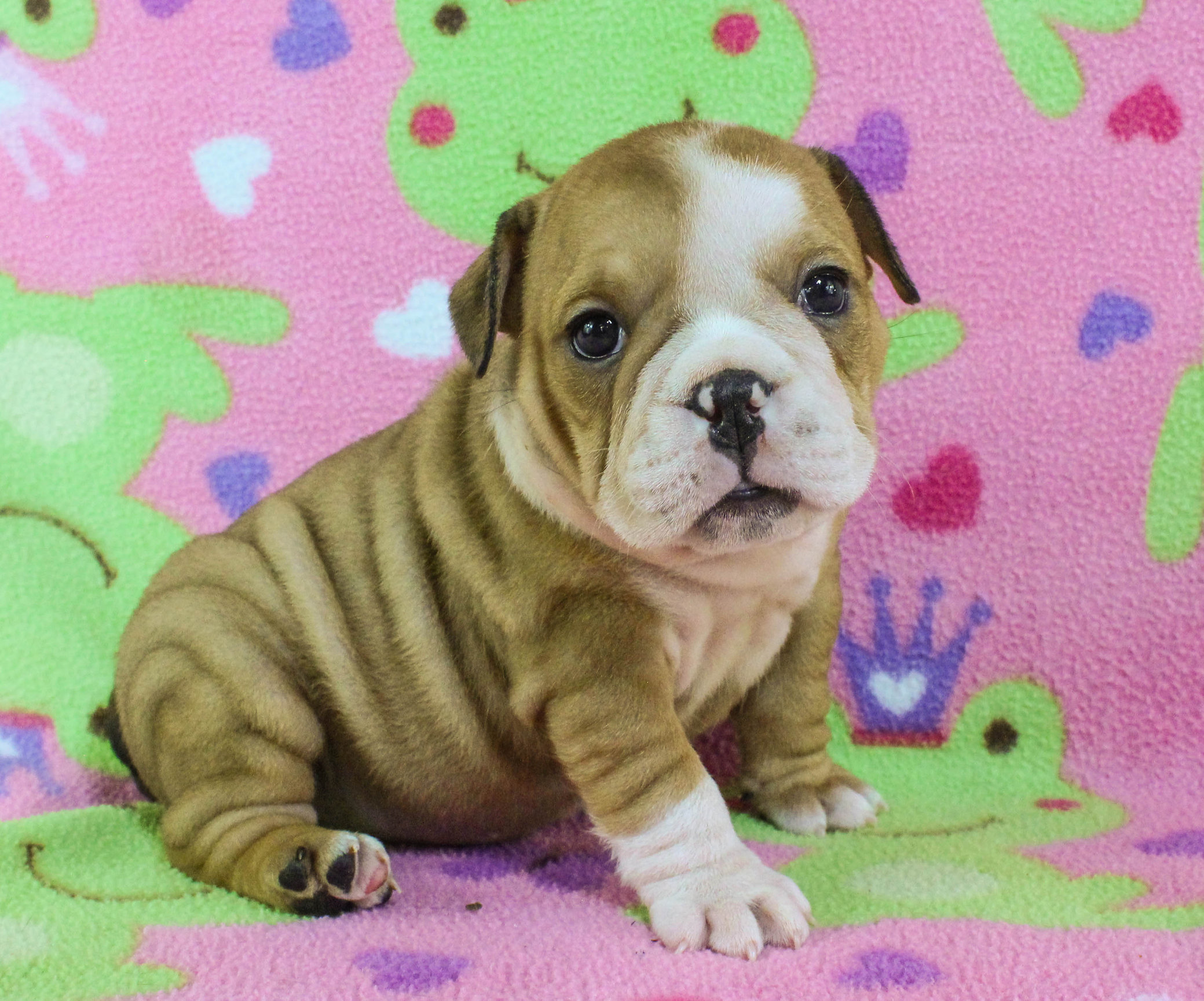 Home of the Smaller AKC English Bulldog Puppies - Newbies