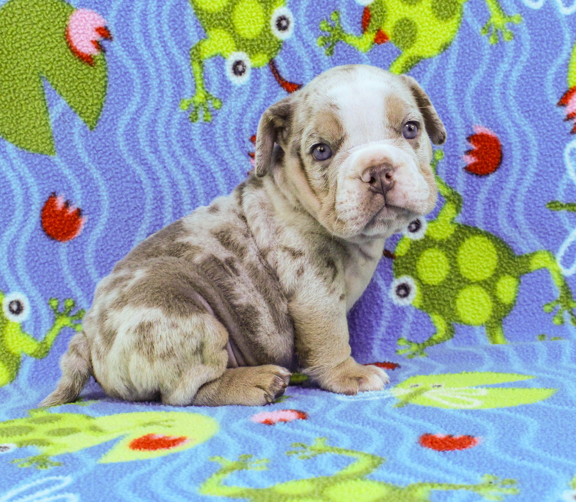 Home of the Smaller AKC English Bulldog Puppies - Newbies