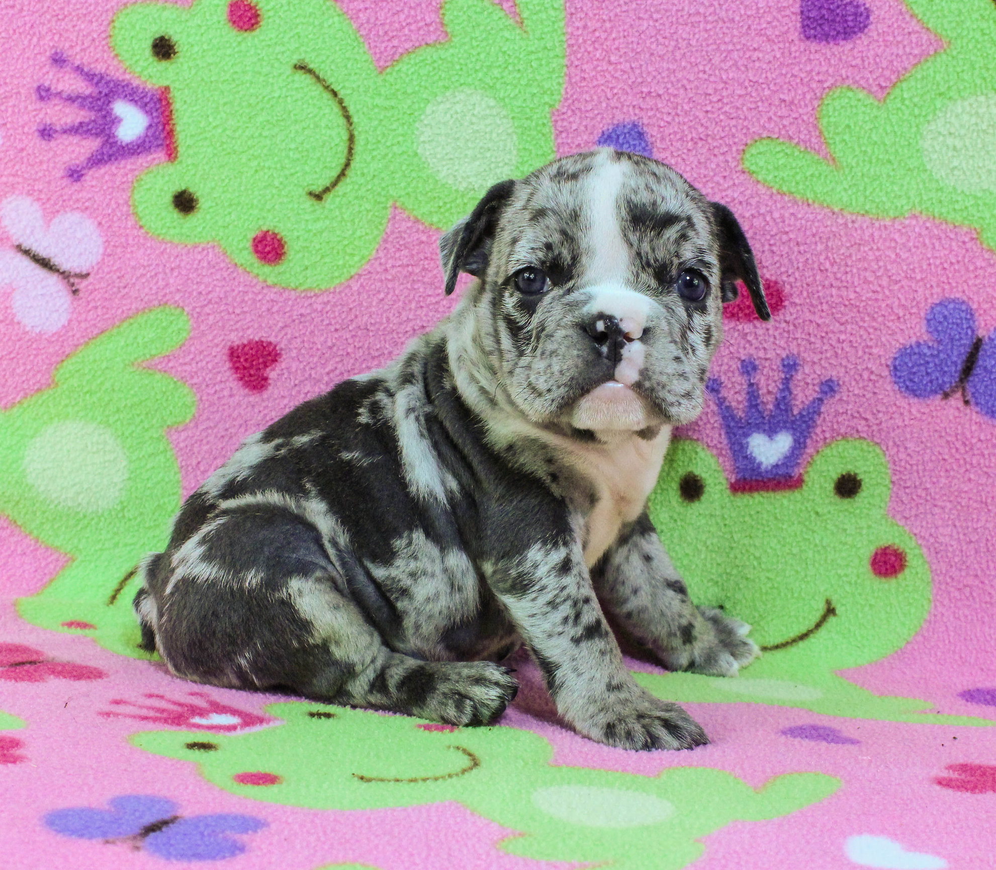 Home of the Smaller AKC English Bulldog Puppies - Newbies