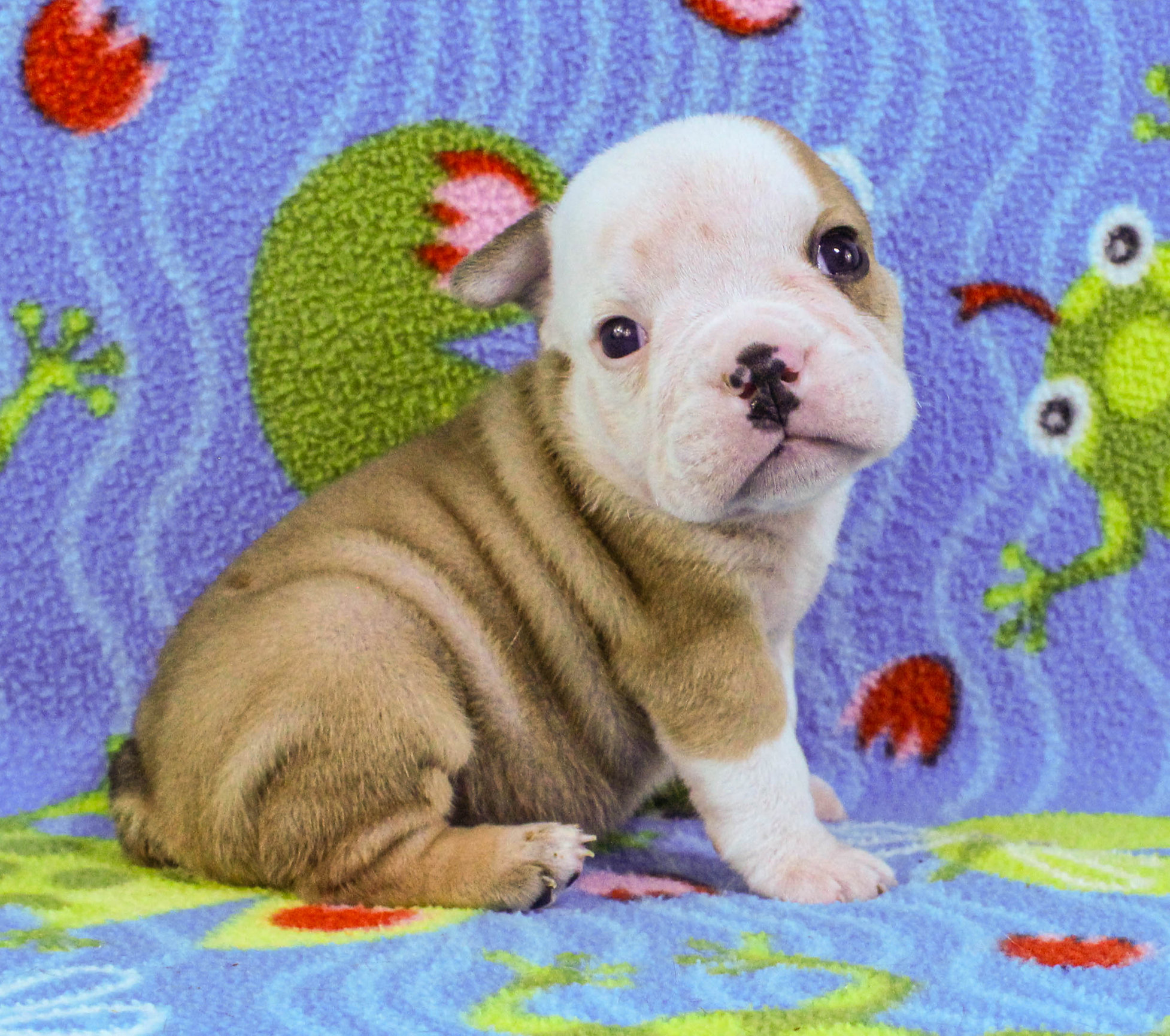 Home of the Smaller AKC English Bulldog Puppies - Newbies