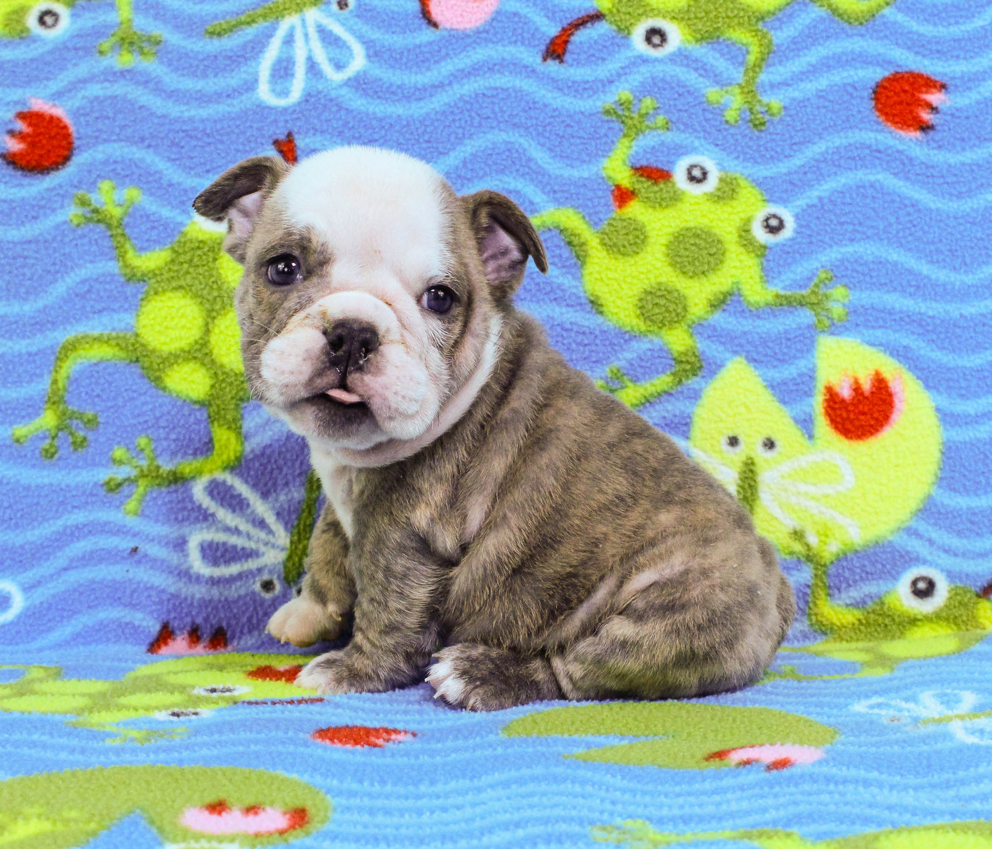 Home of the Smaller AKC English Bulldog Puppies - Newbies