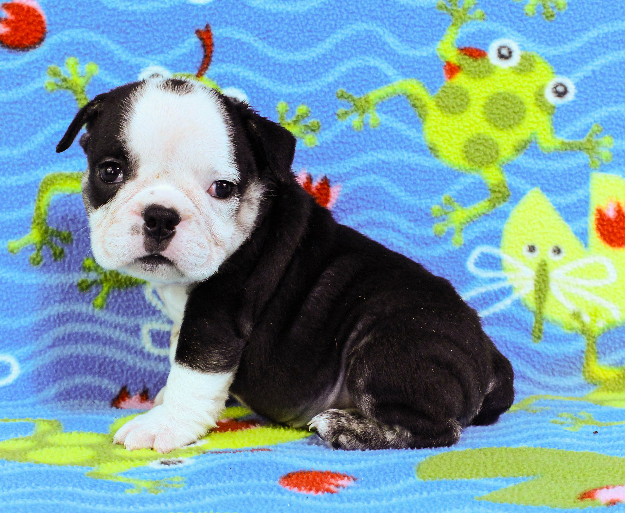 Home of the Smaller AKC English Bulldog Puppies - Newbies