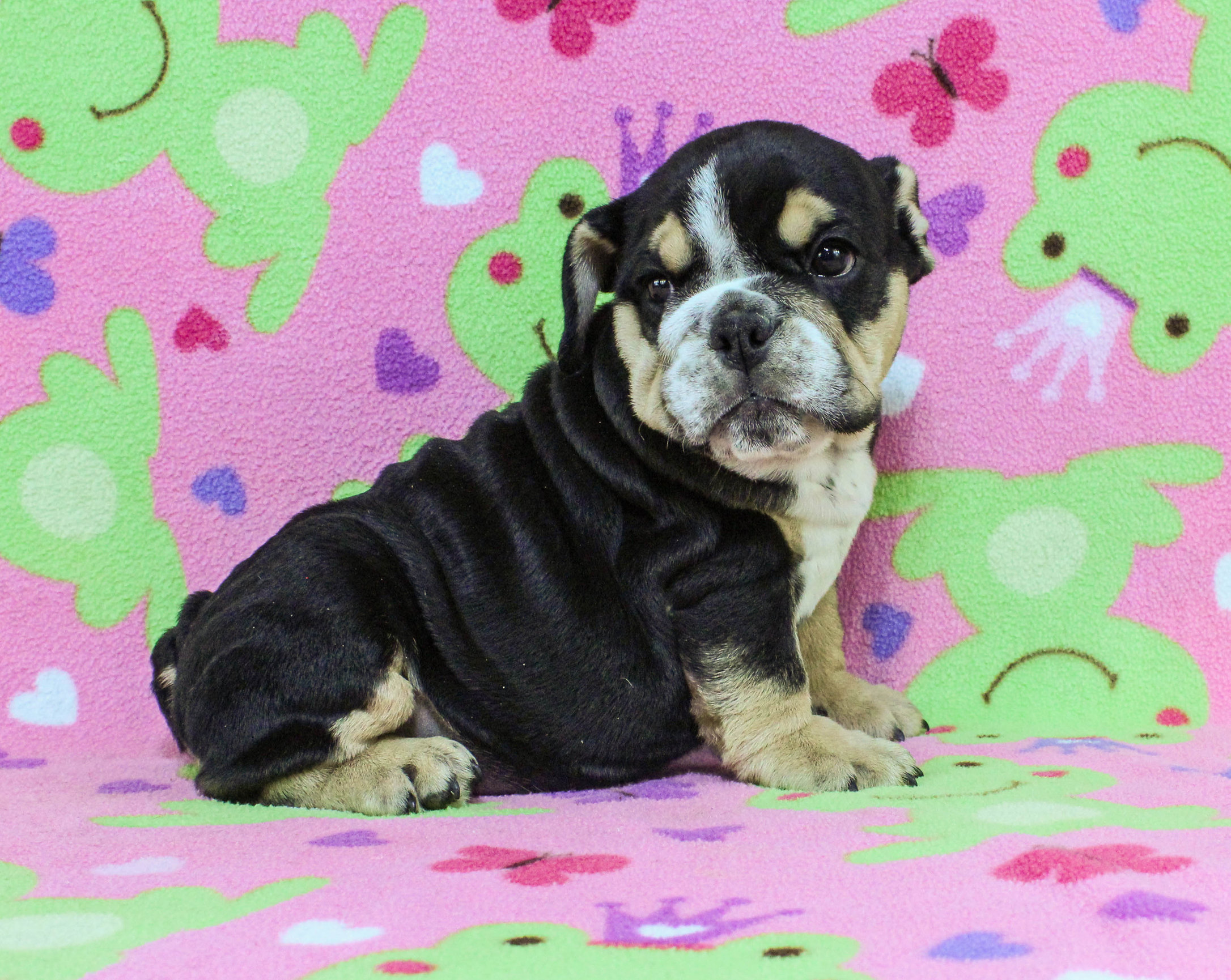 Home of the Smaller AKC English Bulldog Puppies - Newbies