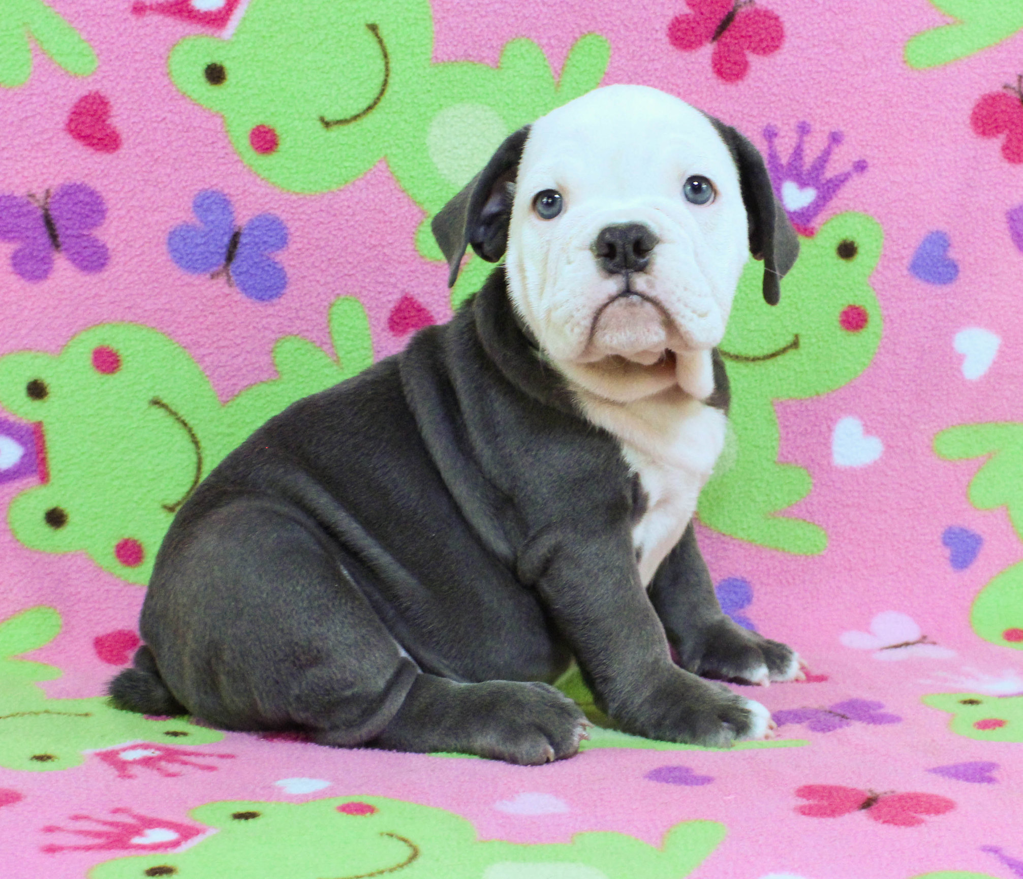 Home of the Smaller AKC English Bulldog Puppies - Newbies