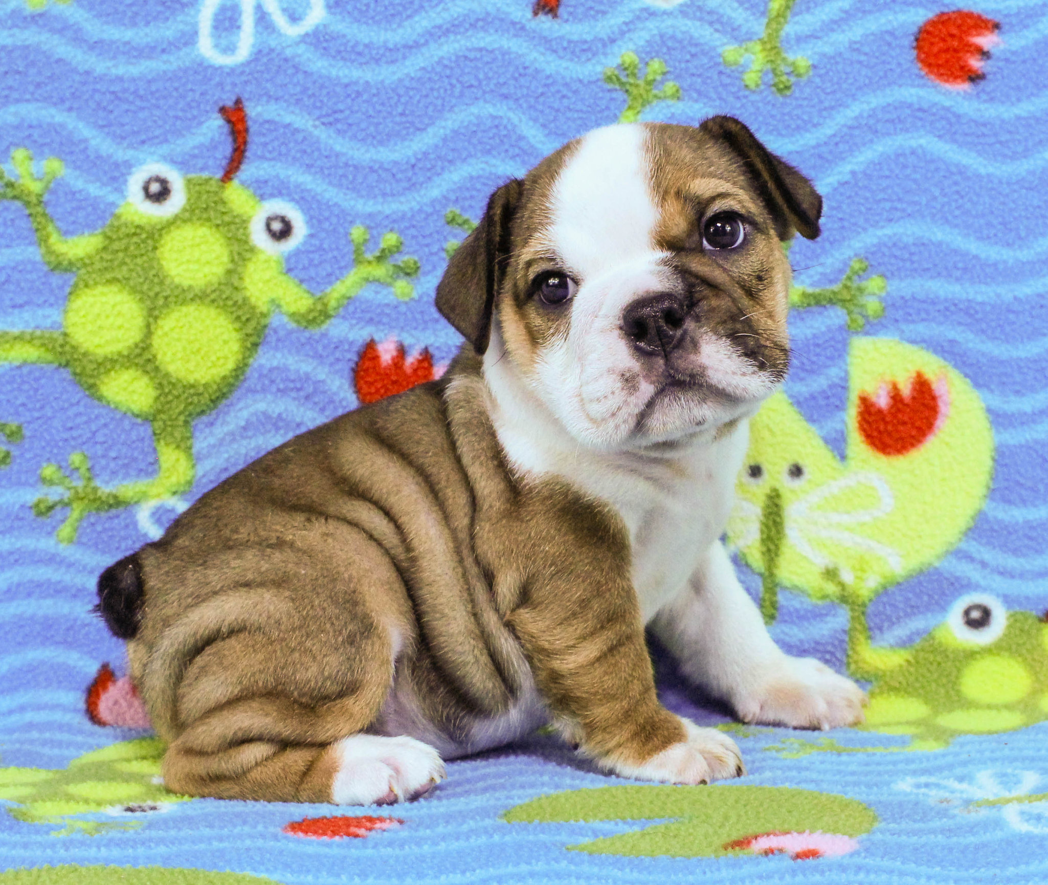 Home of the Smaller AKC English Bulldog Puppies - Newbies