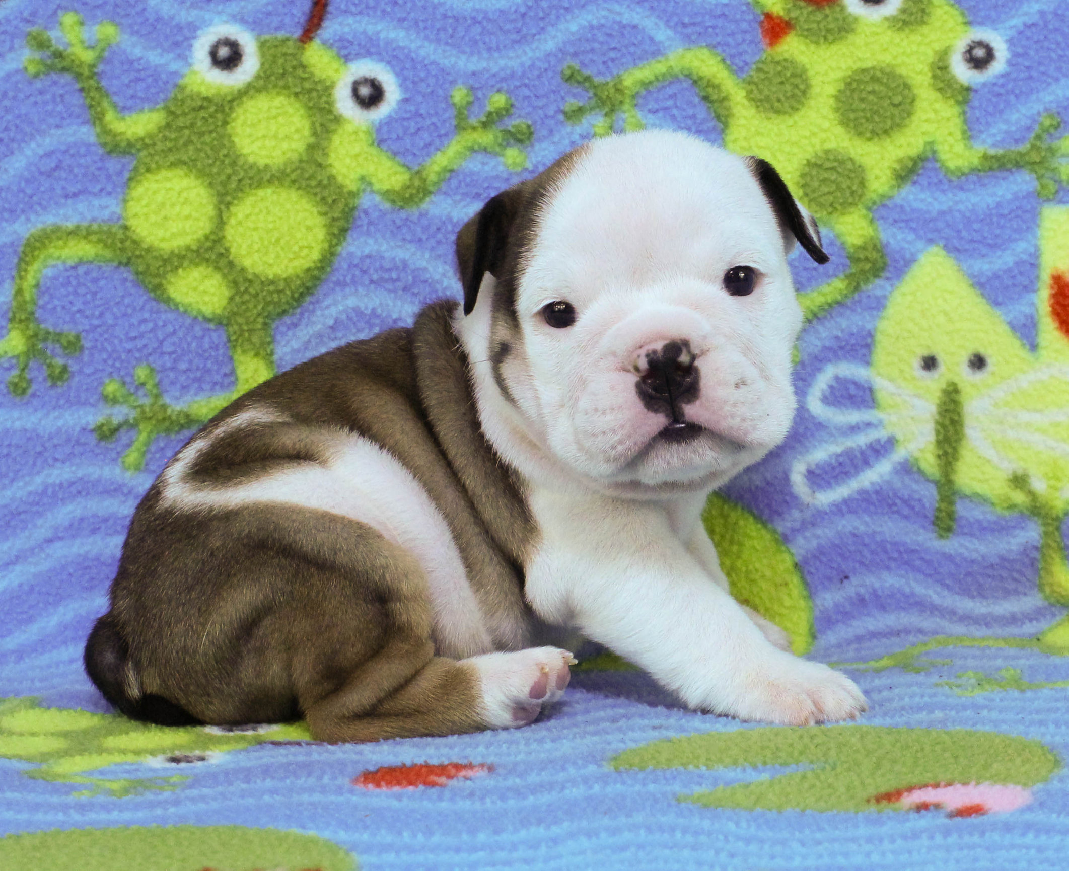 Home of the Smaller AKC English Bulldog Puppies - Newbies