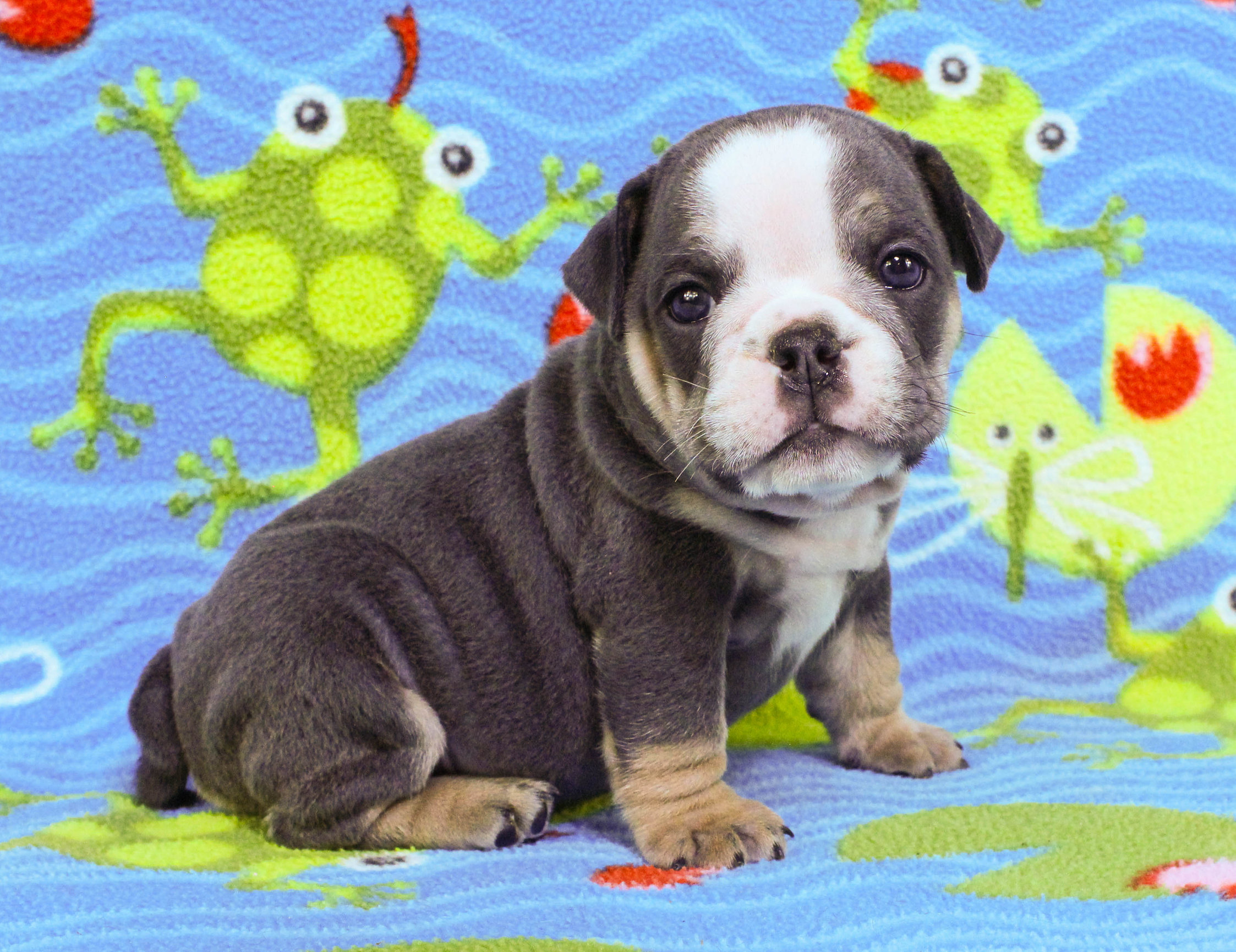 Home of the Smaller AKC English Bulldog Puppies - Newbies