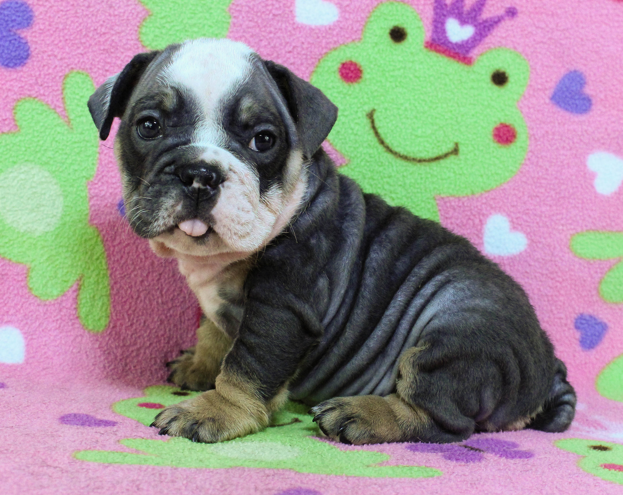 Home of the Smaller AKC English Bulldog Puppies - Newbies