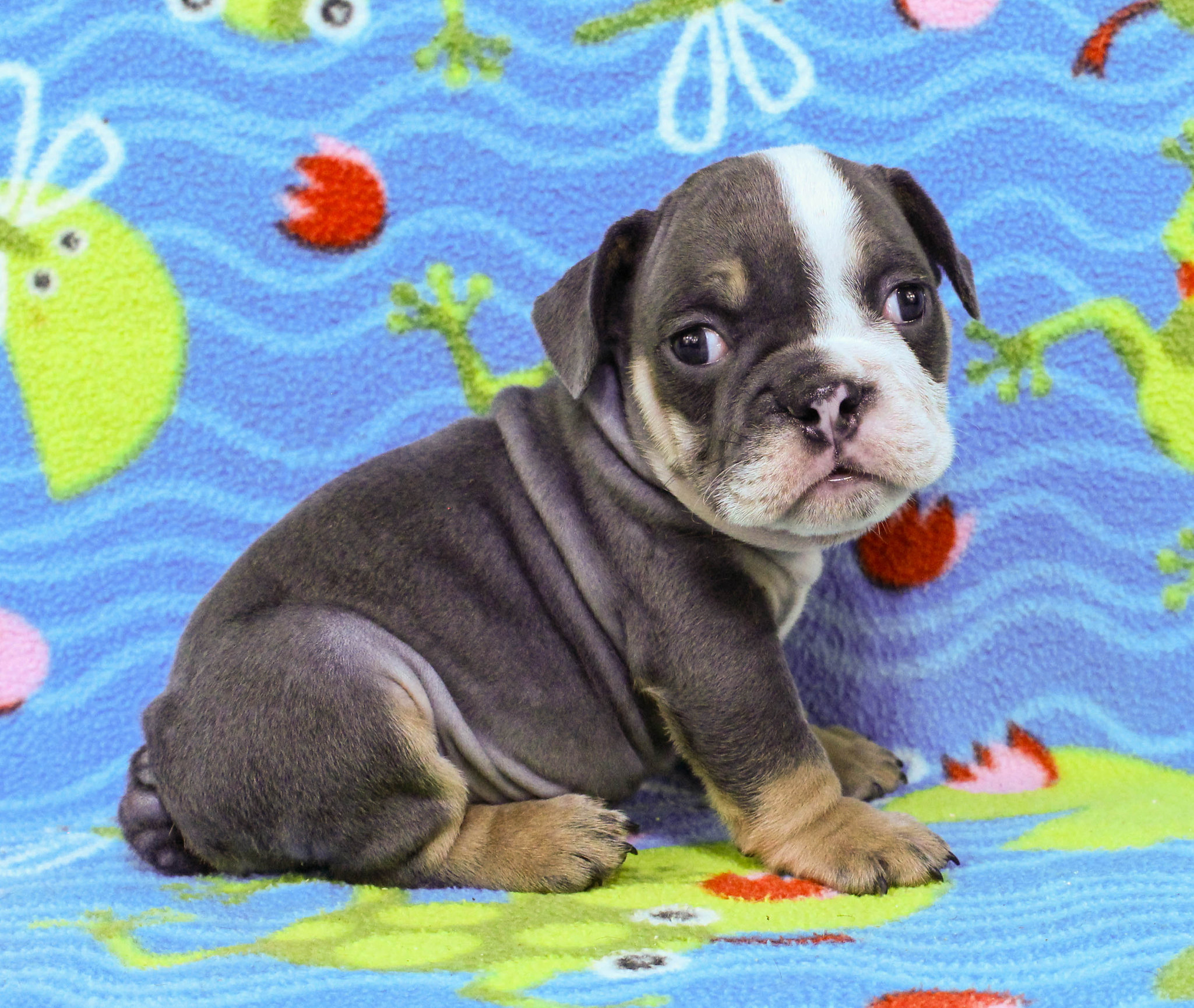 Home of the Smaller AKC English Bulldog Puppies - Newbies