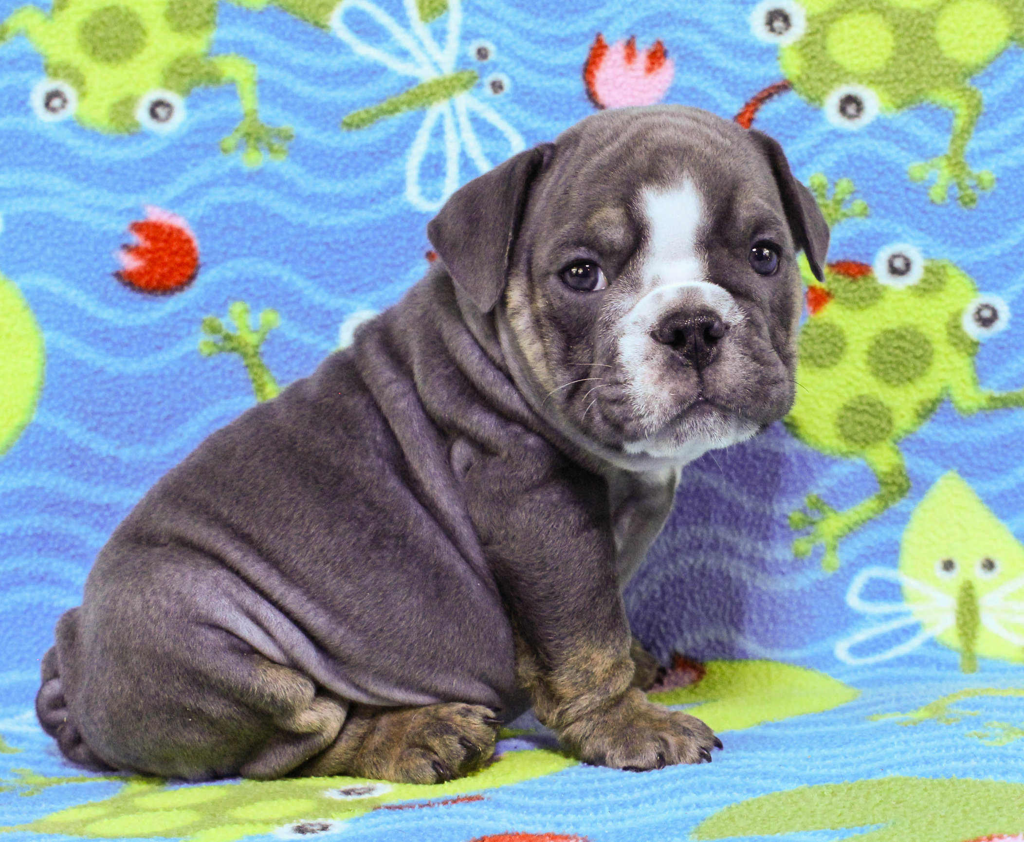 Home of the Smaller AKC English Bulldog Puppies - Newbies