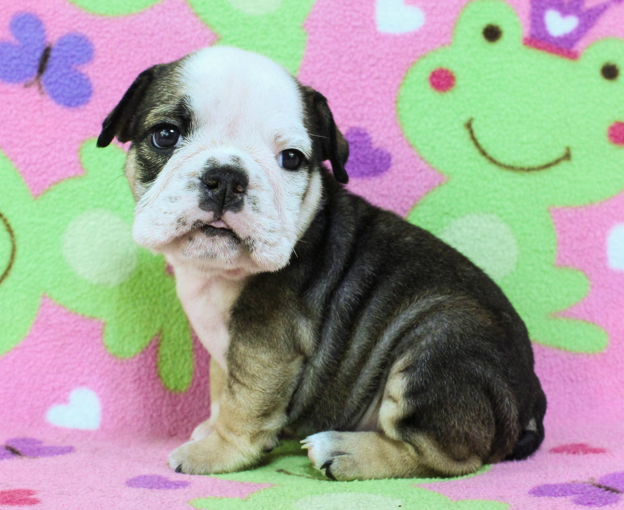 Home of the Smaller AKC English Bulldog Puppies - Newbies