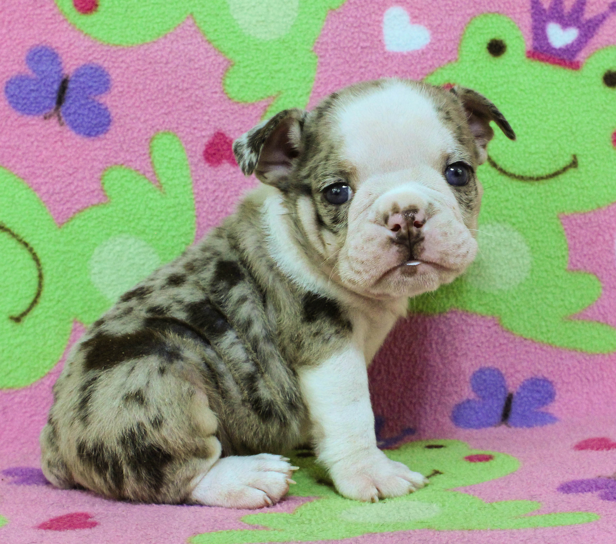 Home of the Smaller AKC English Bulldog Puppies - Newbies