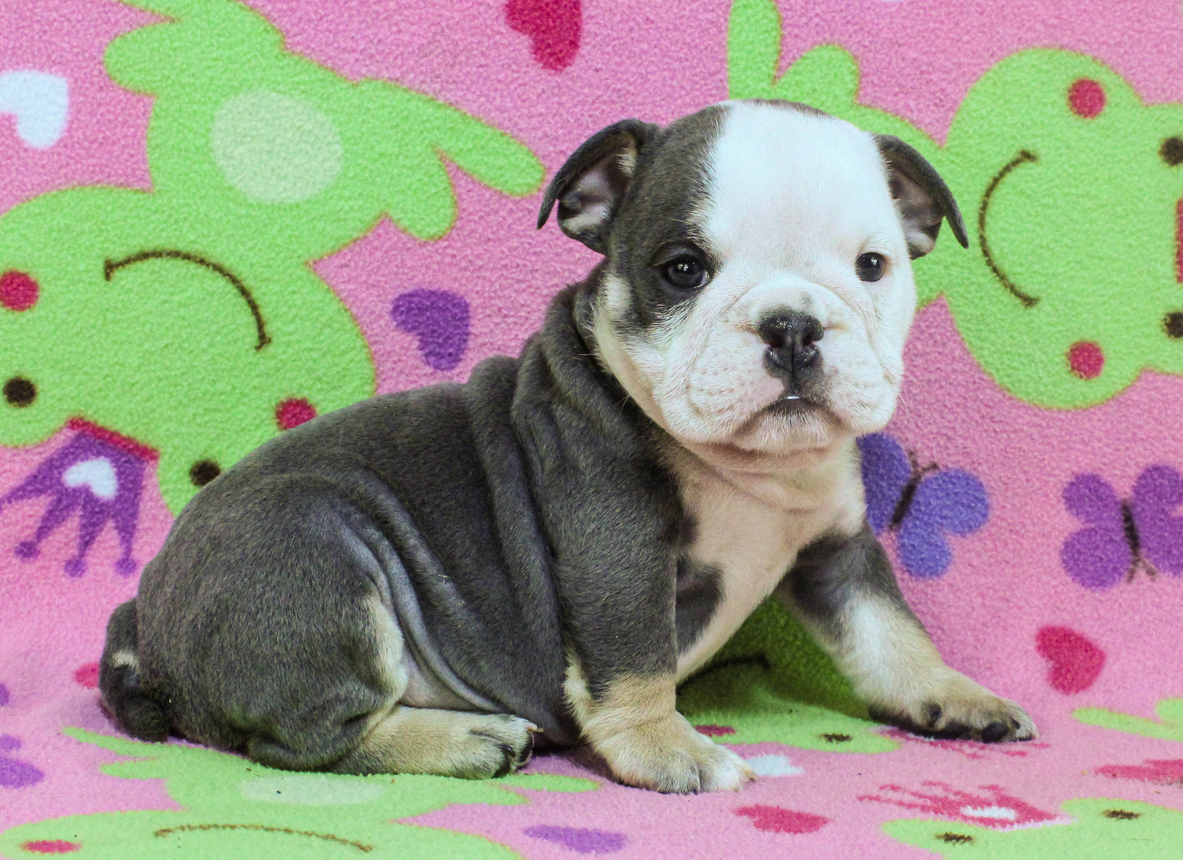 Home of the Smaller AKC English Bulldog Puppies - Newbies