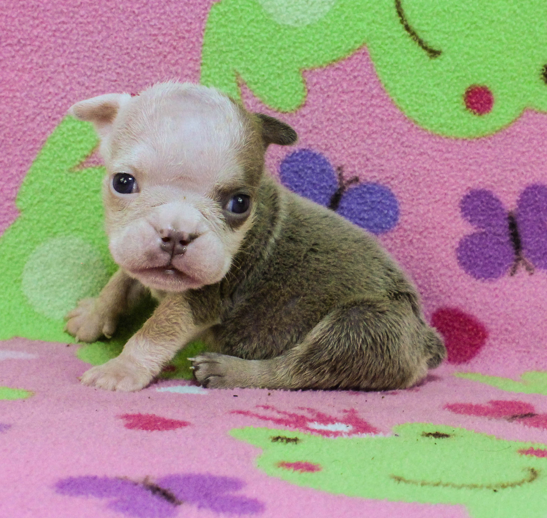 Home of the Smaller AKC English Bulldog Puppies - Newbies