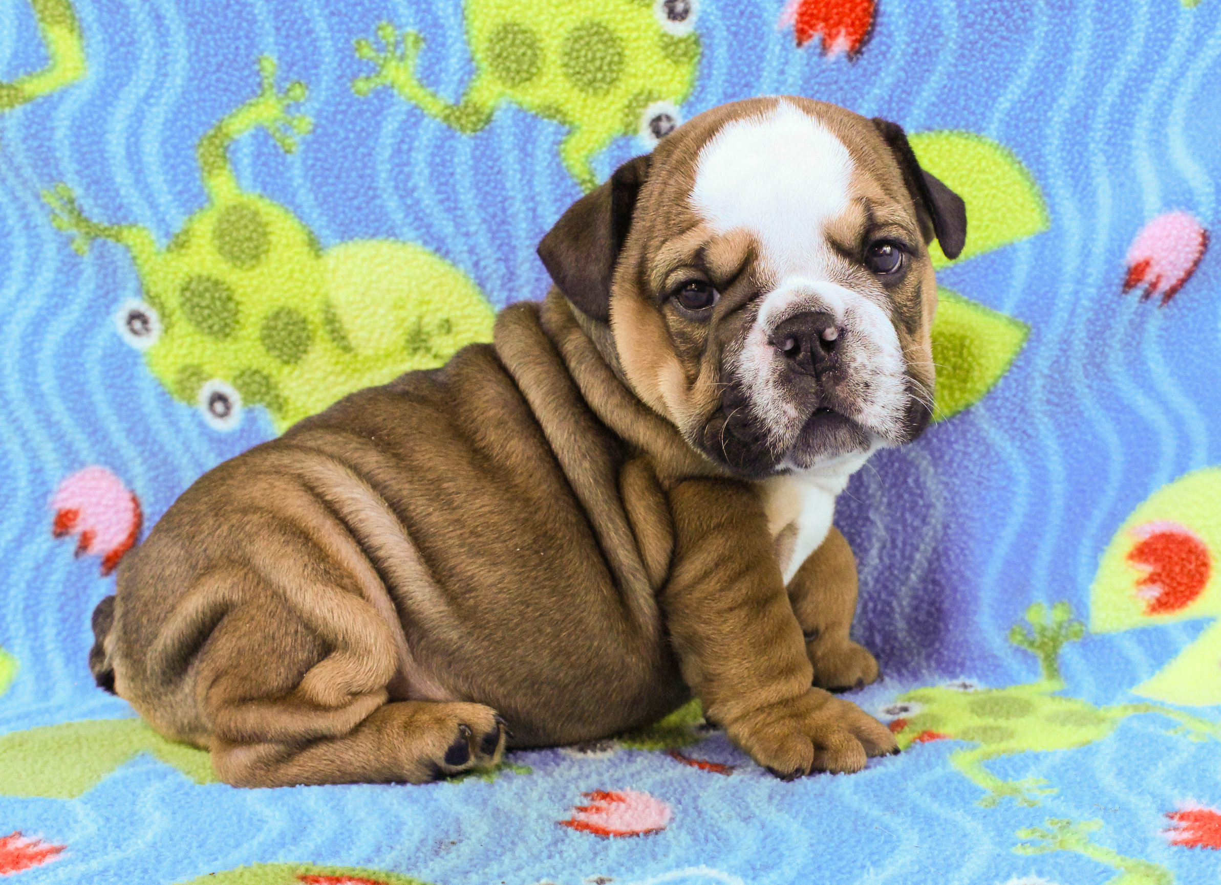 Home of the Smaller AKC English Bulldog Puppies - Newbies