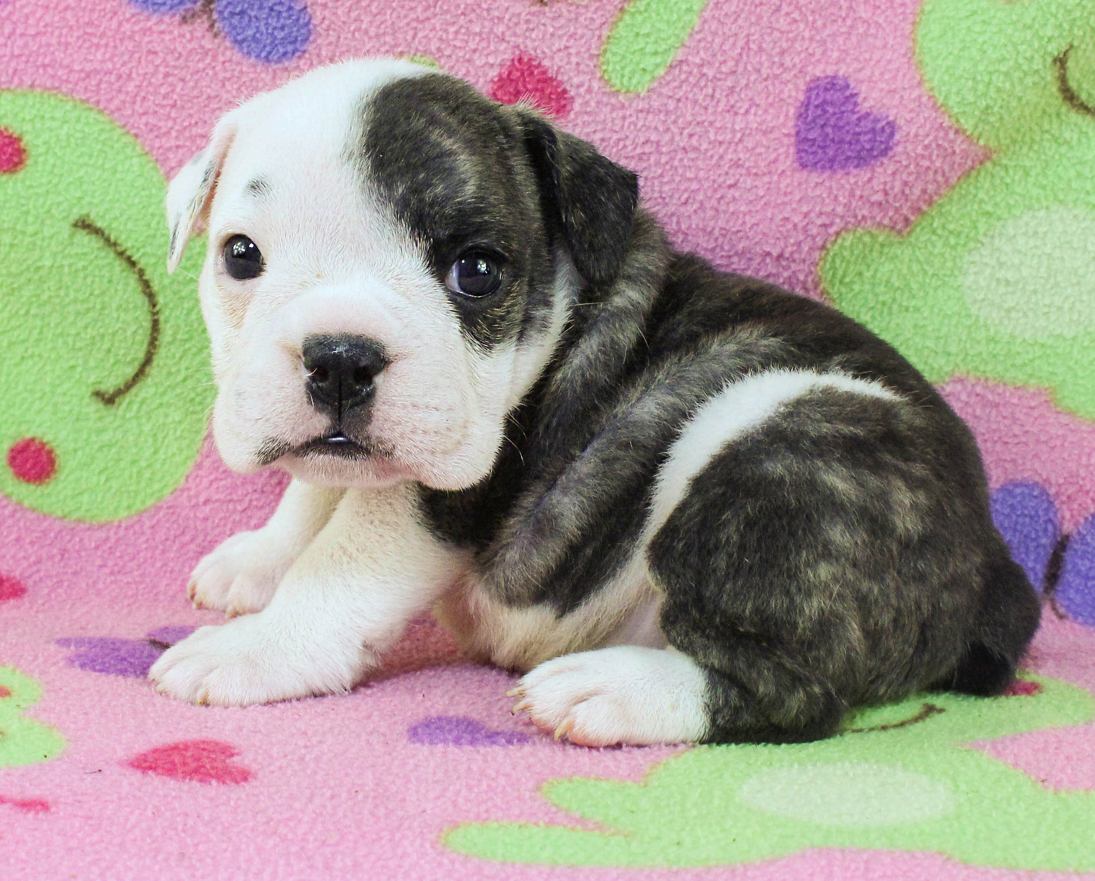 Home of the Smaller AKC English Bulldog Puppies - Newbies