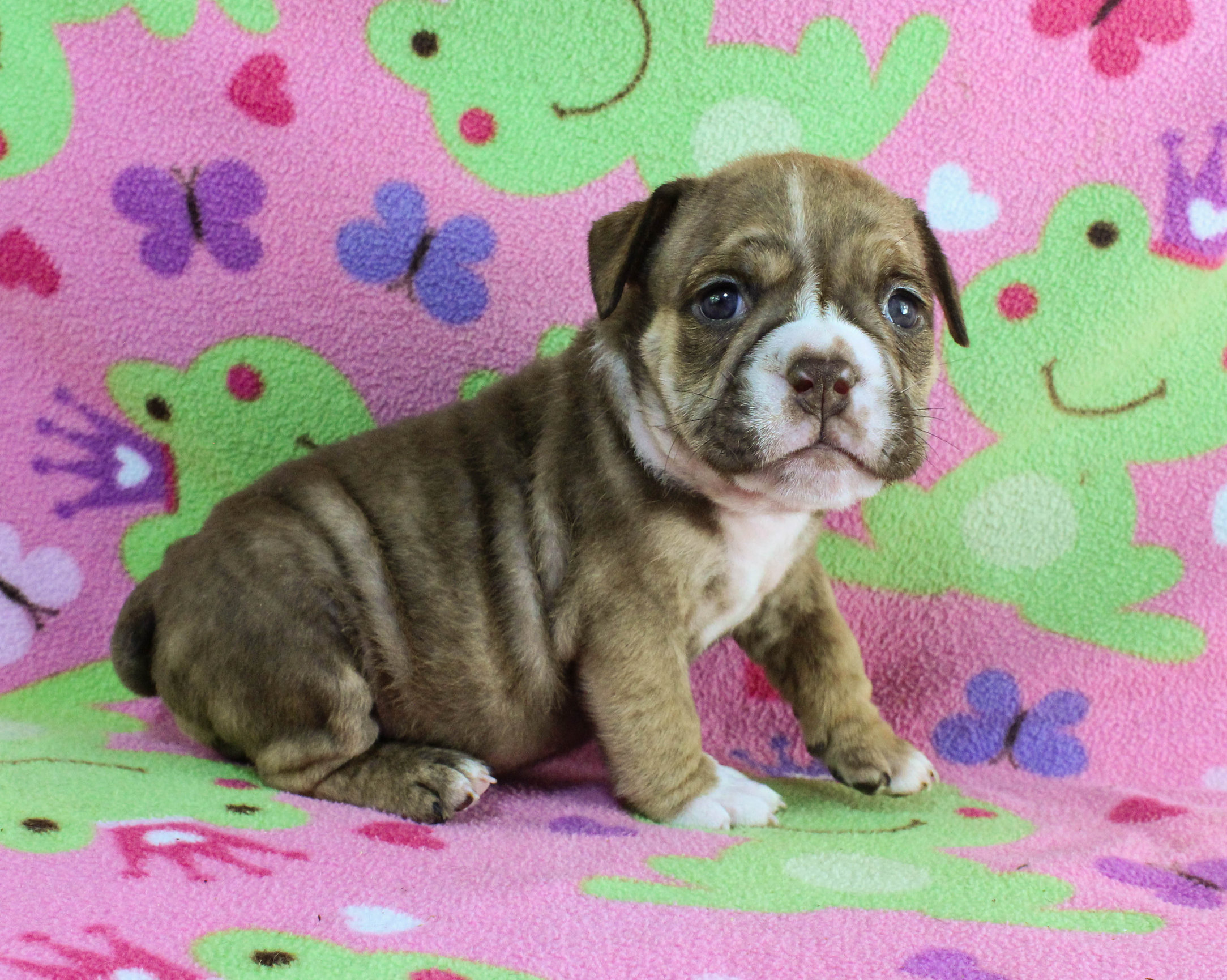 Home of the Smaller AKC English Bulldog Puppies - Newbies