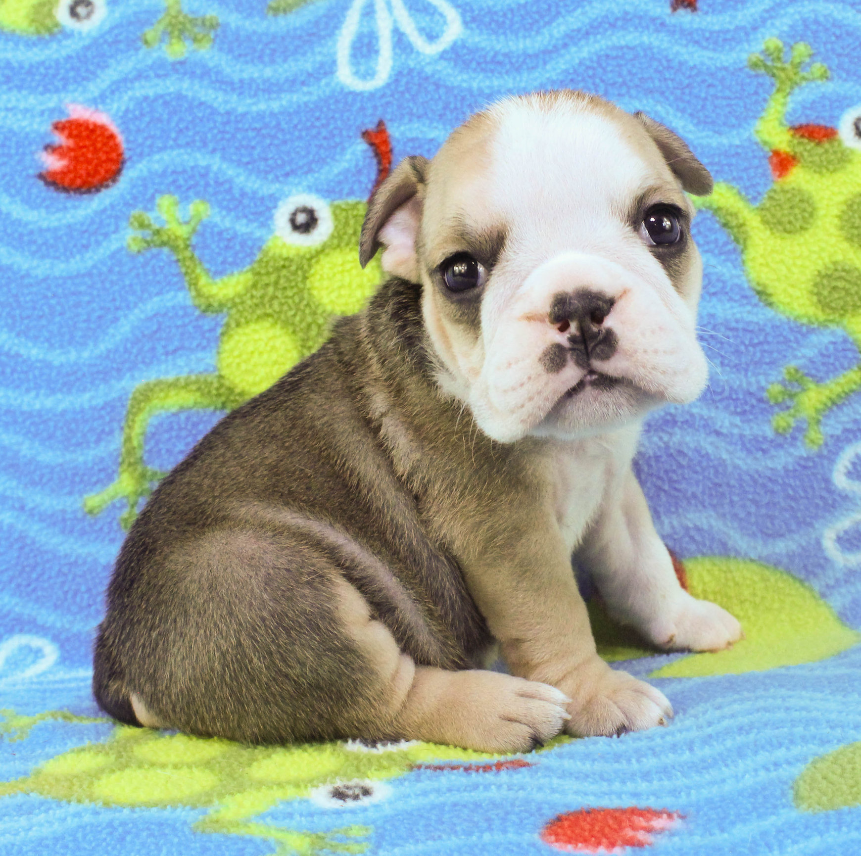 Home of the Smaller AKC English Bulldog Puppies - Newbies