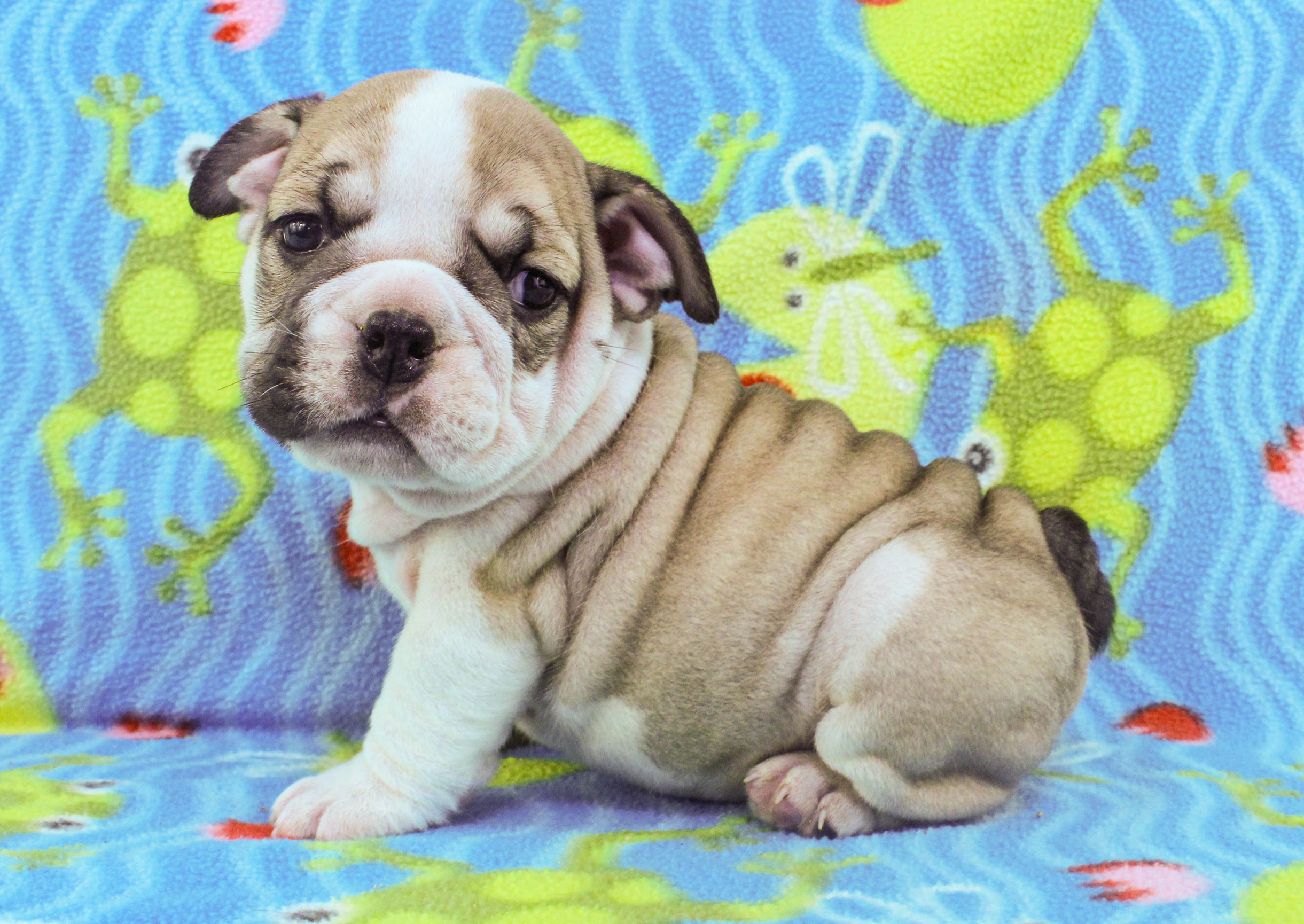 Home of the Smaller AKC English Bulldog Puppies - Newbies