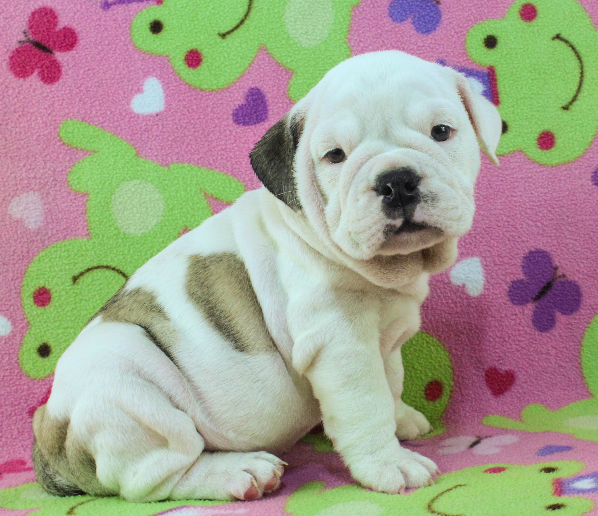 Home of the Smaller AKC English Bulldog Puppies - Newbies