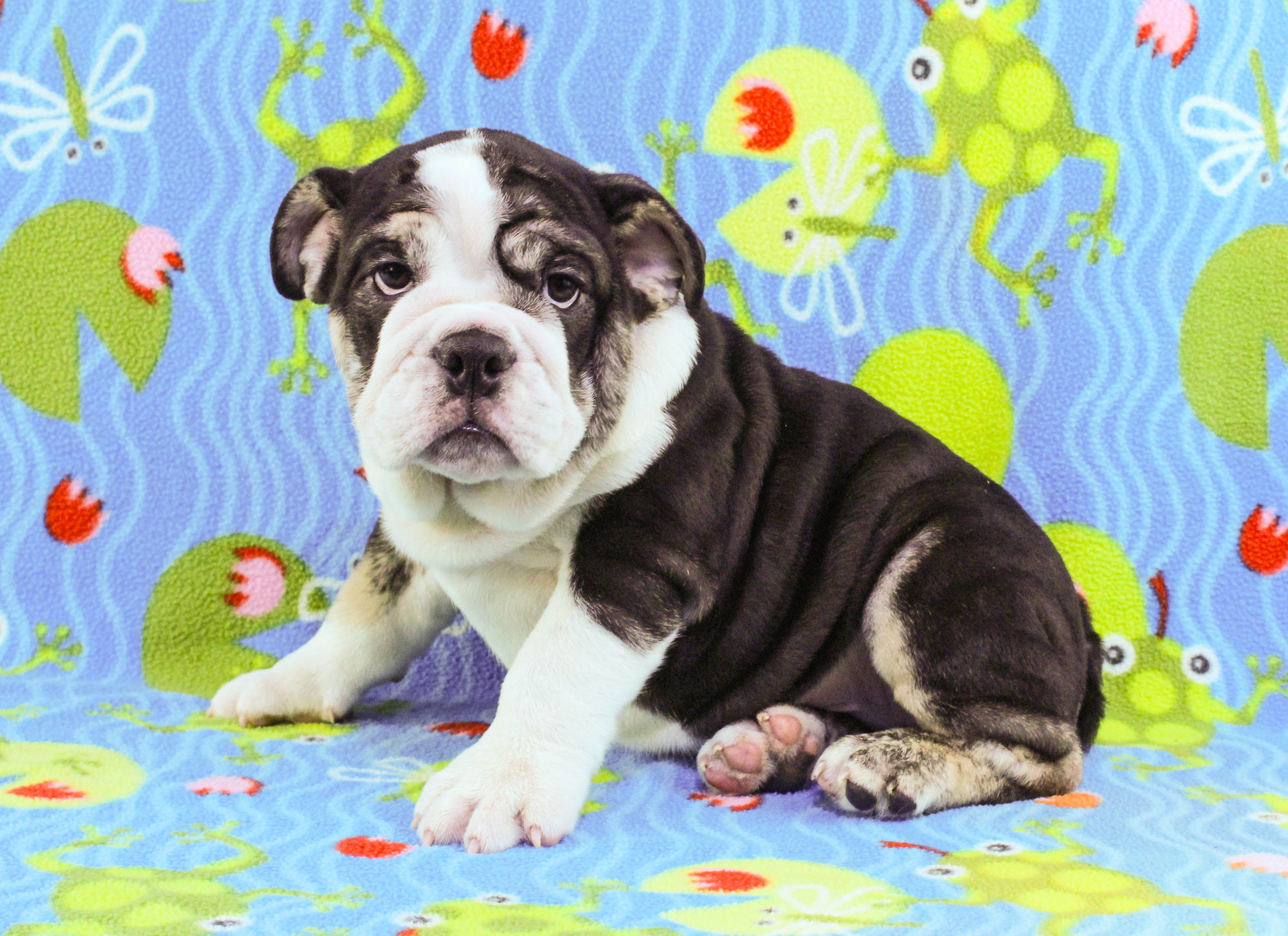 Home of the Smaller AKC English Bulldog Puppies - Newbies