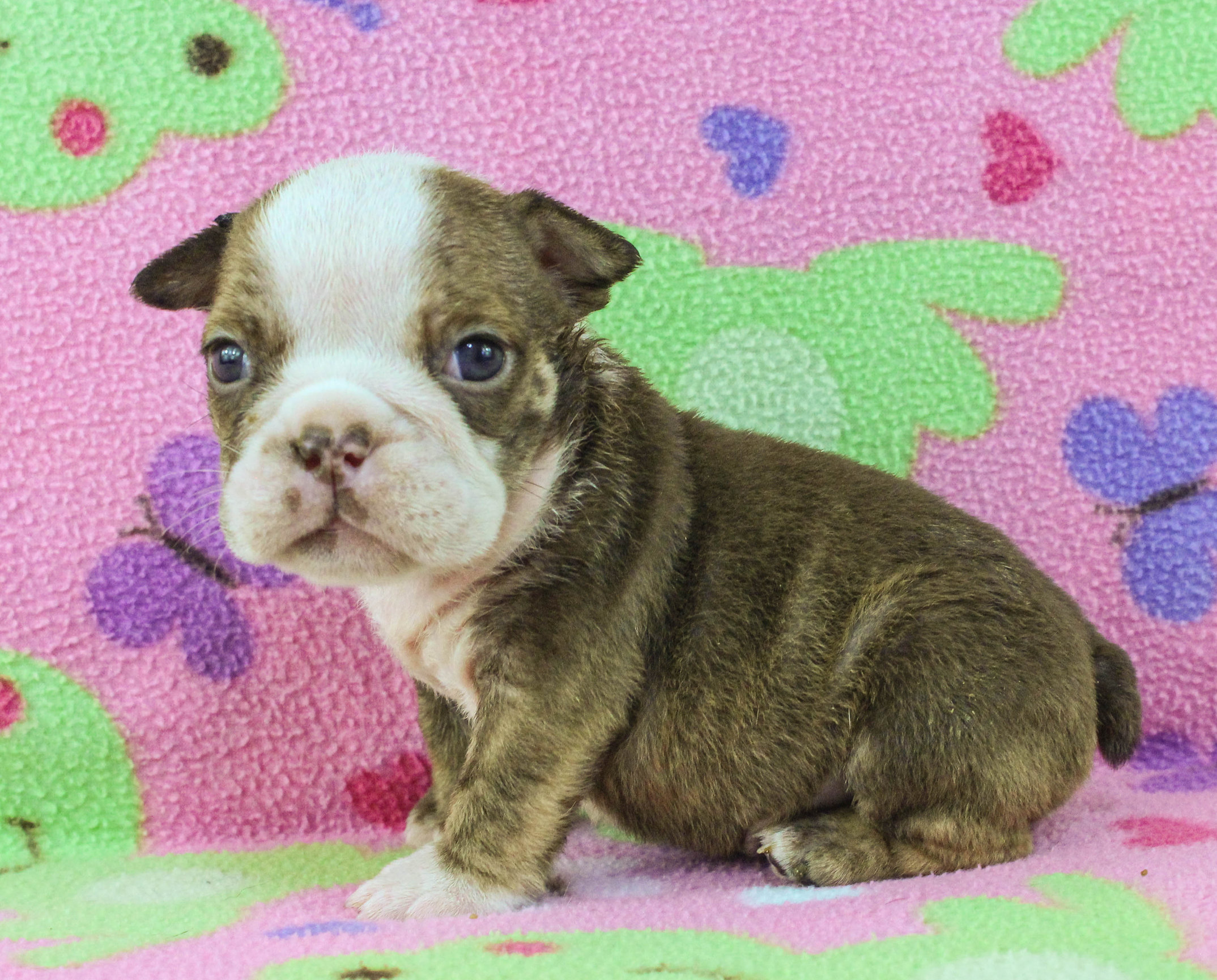 Home of the Smaller AKC English Bulldog Puppies - Newbies