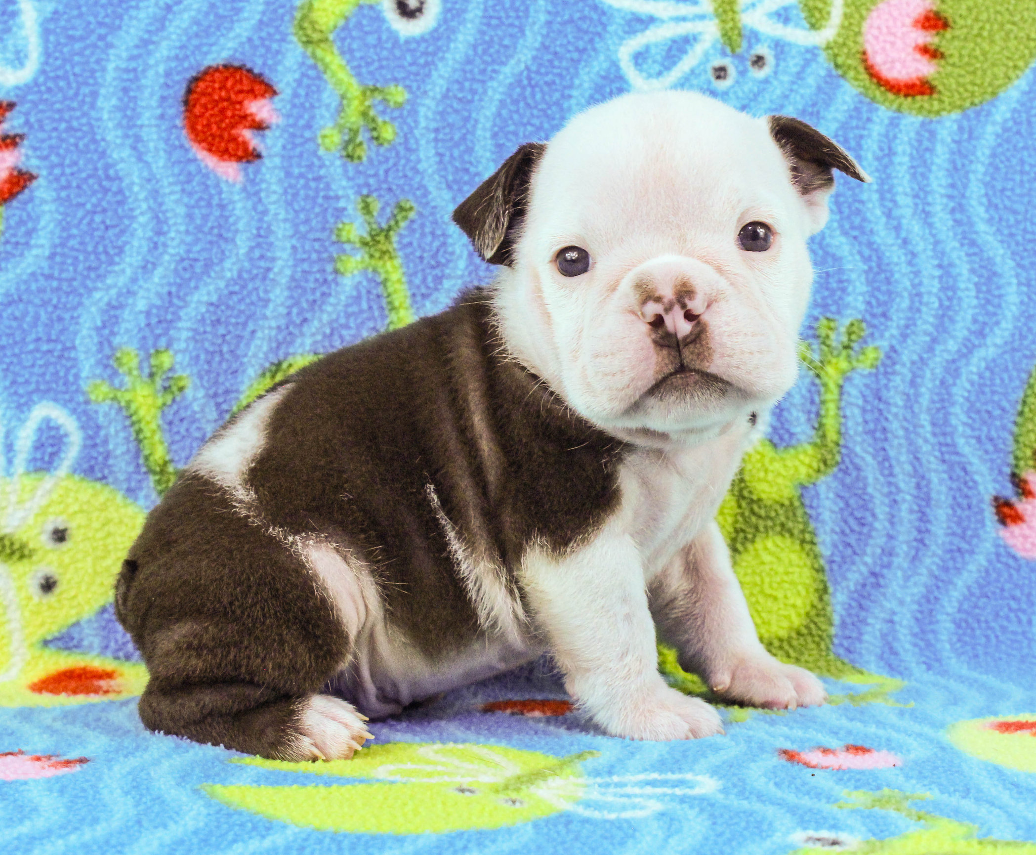 Home of the Smaller AKC English Bulldog Puppies - Newbies