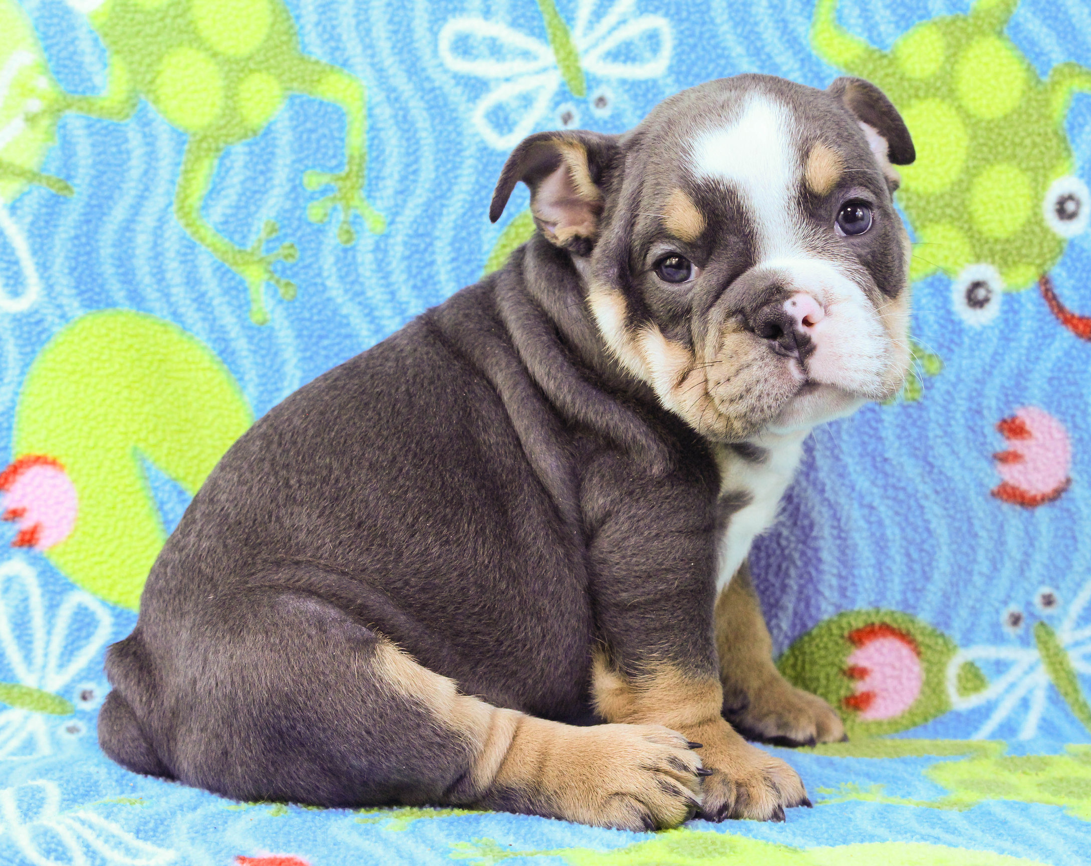 Home of the Smaller AKC English Bulldog Puppies - Newbies