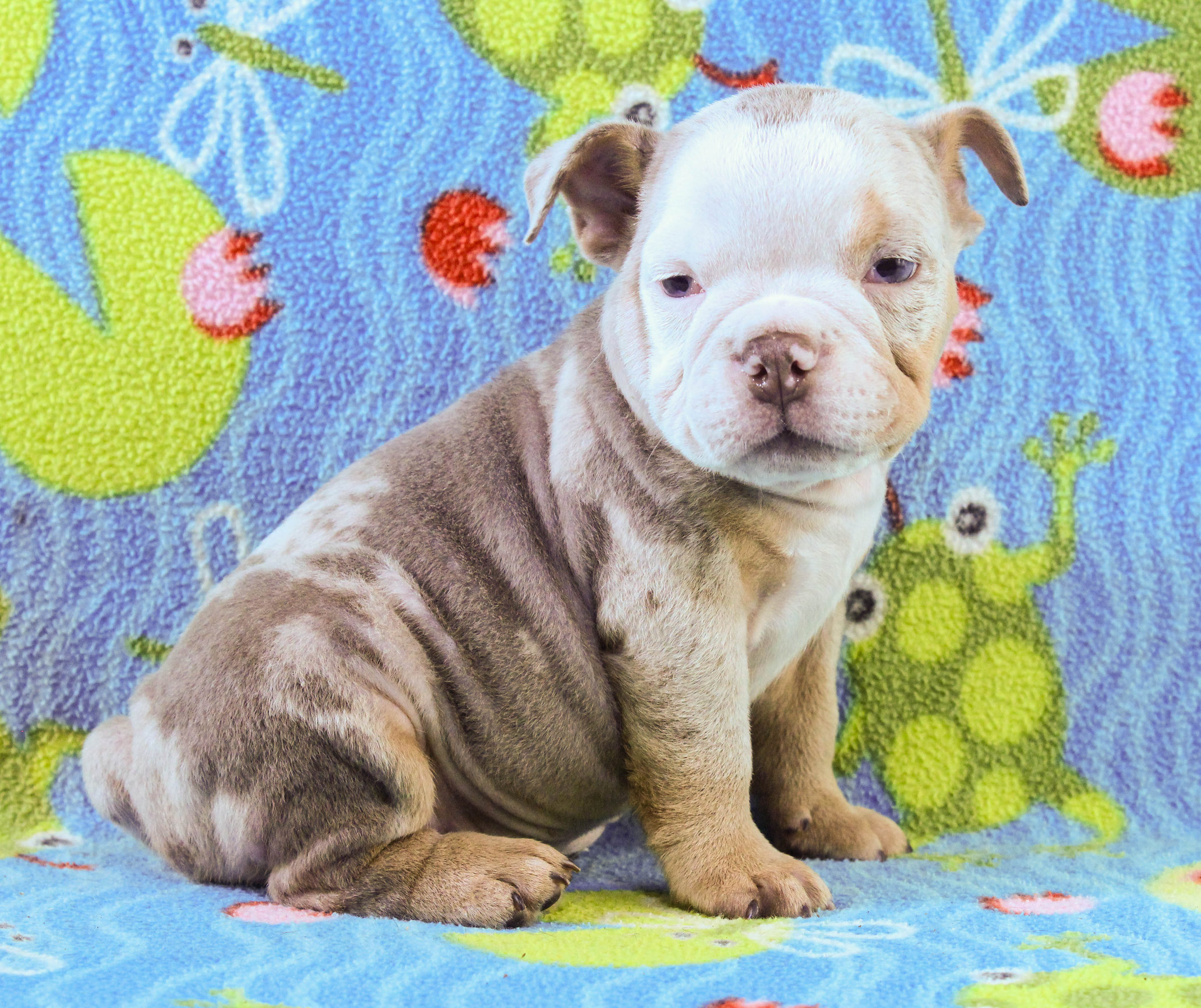 Home of the Smaller AKC English Bulldog Puppies - Newbies