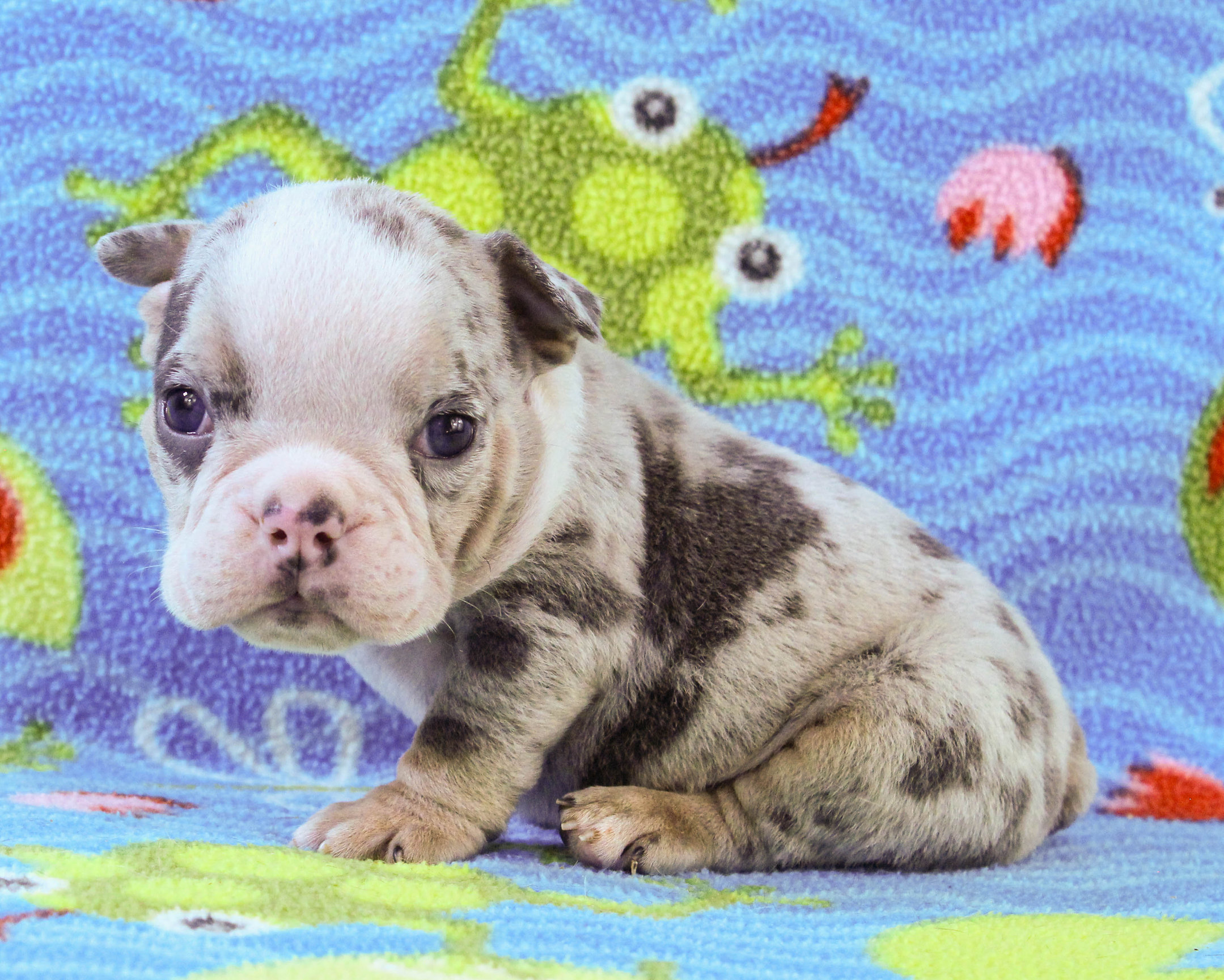 Home of the Smaller AKC English Bulldog Puppies - Newbies