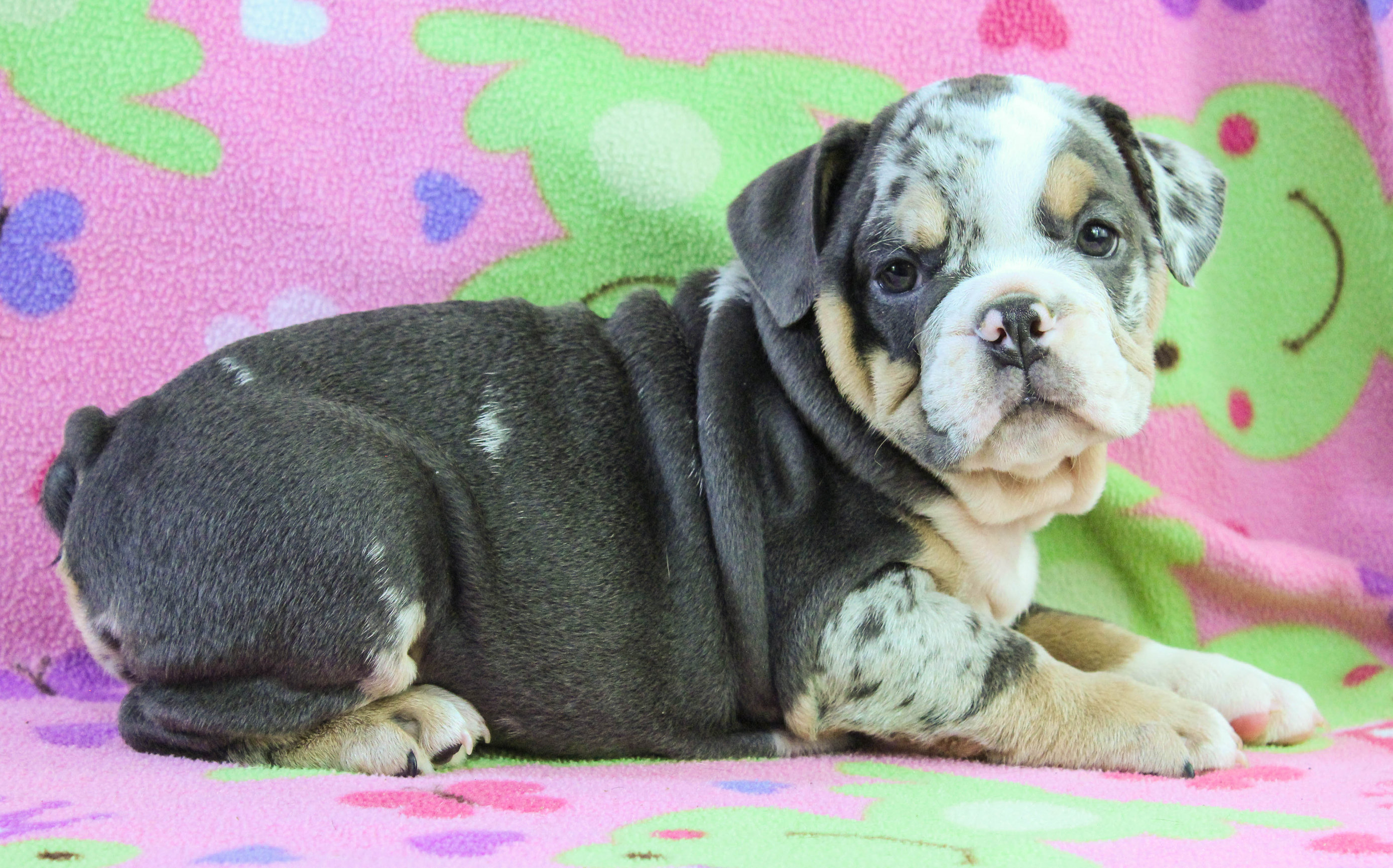 Home of the Smaller AKC English Bulldog Puppies - Newbies