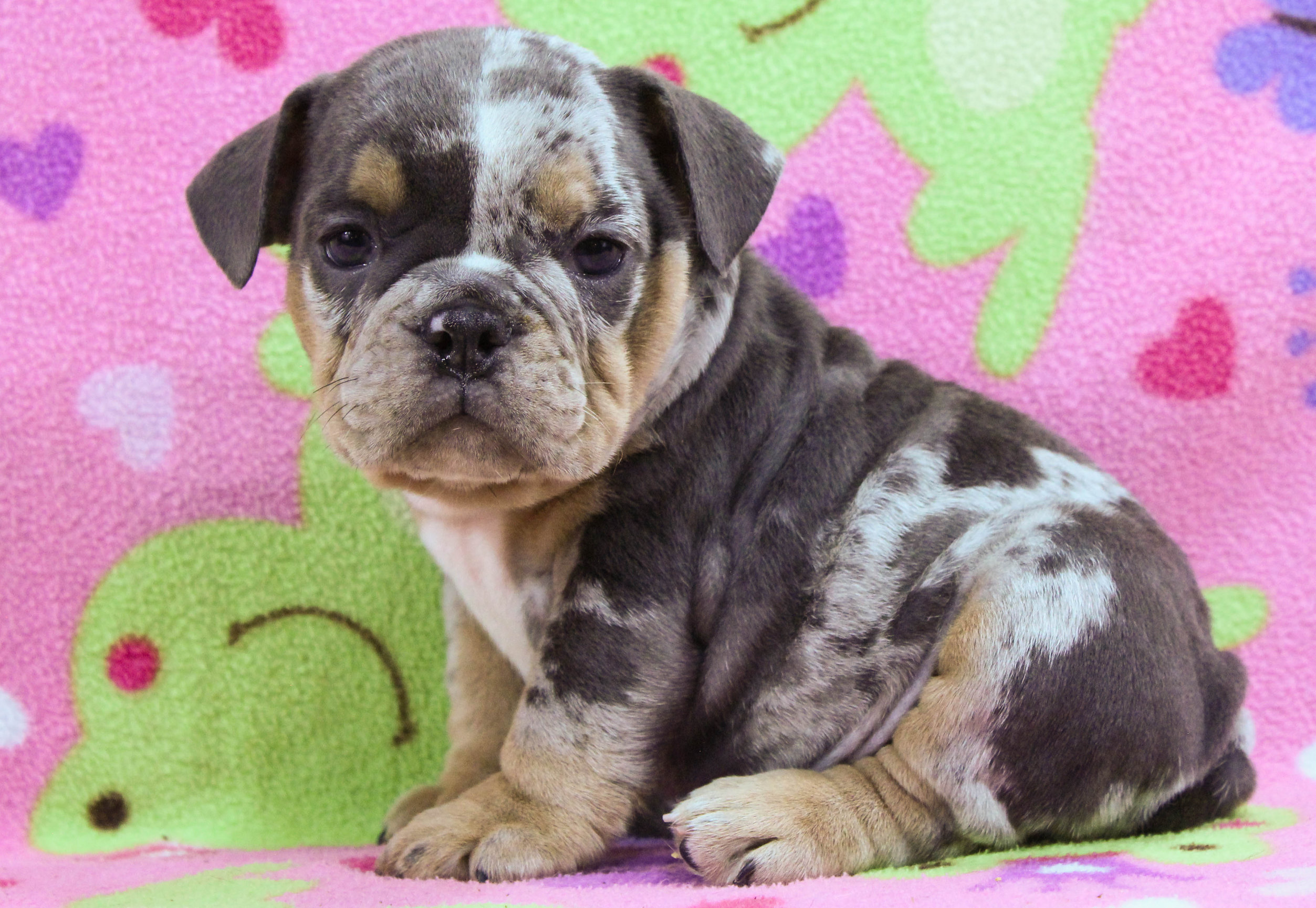 Home of the Smaller AKC English Bulldog Puppies - Newbies