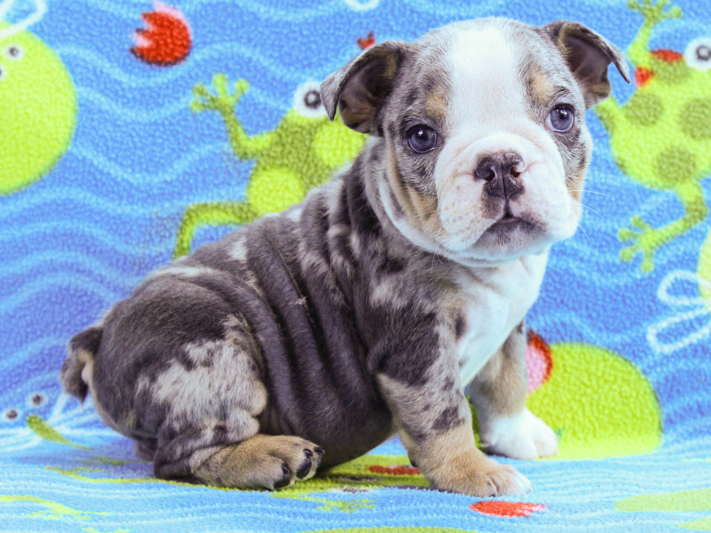 Home of the Smaller AKC English Bulldog Puppies - Newbies
