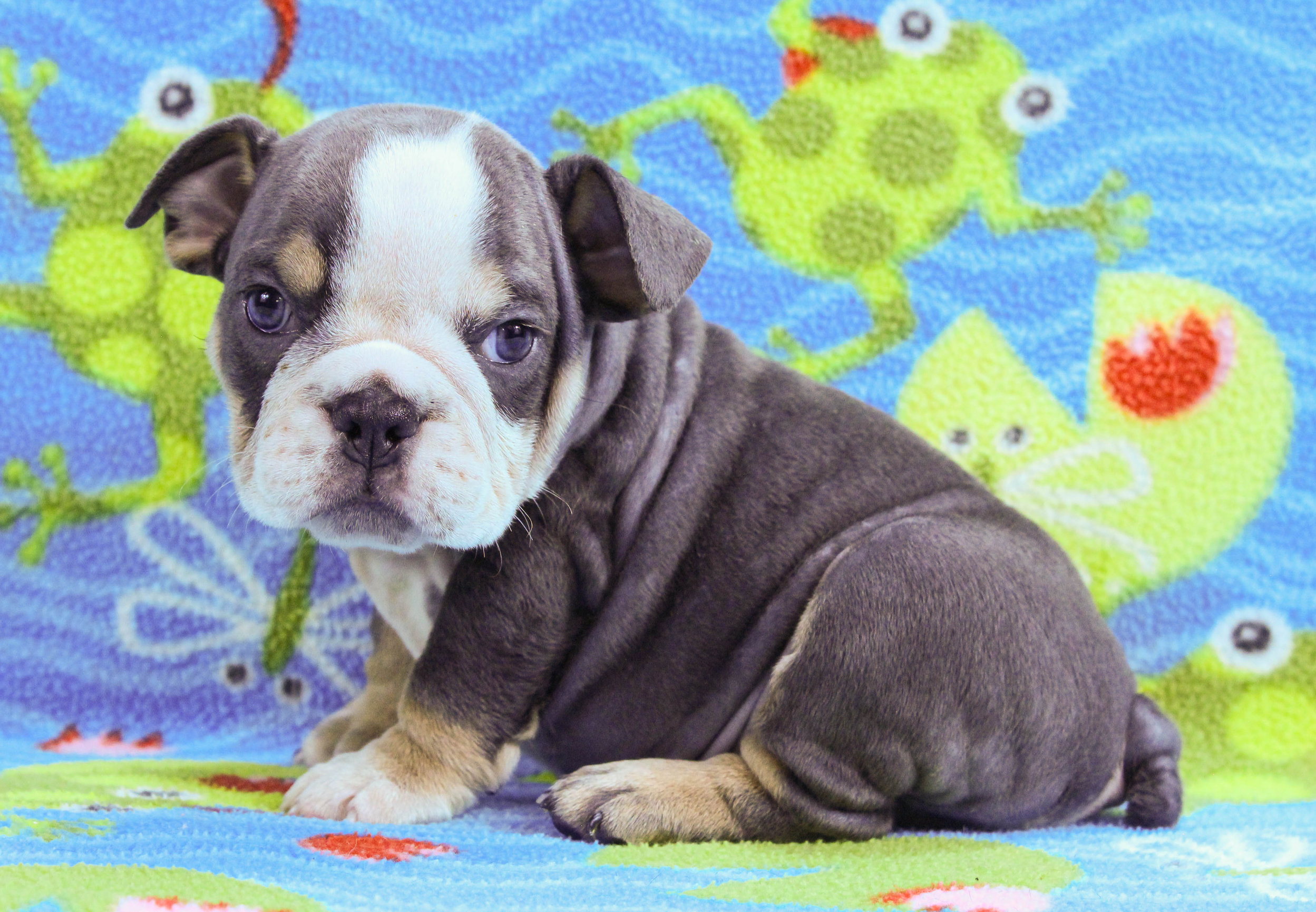 Home of the Smaller AKC English Bulldog Puppies - Newbies