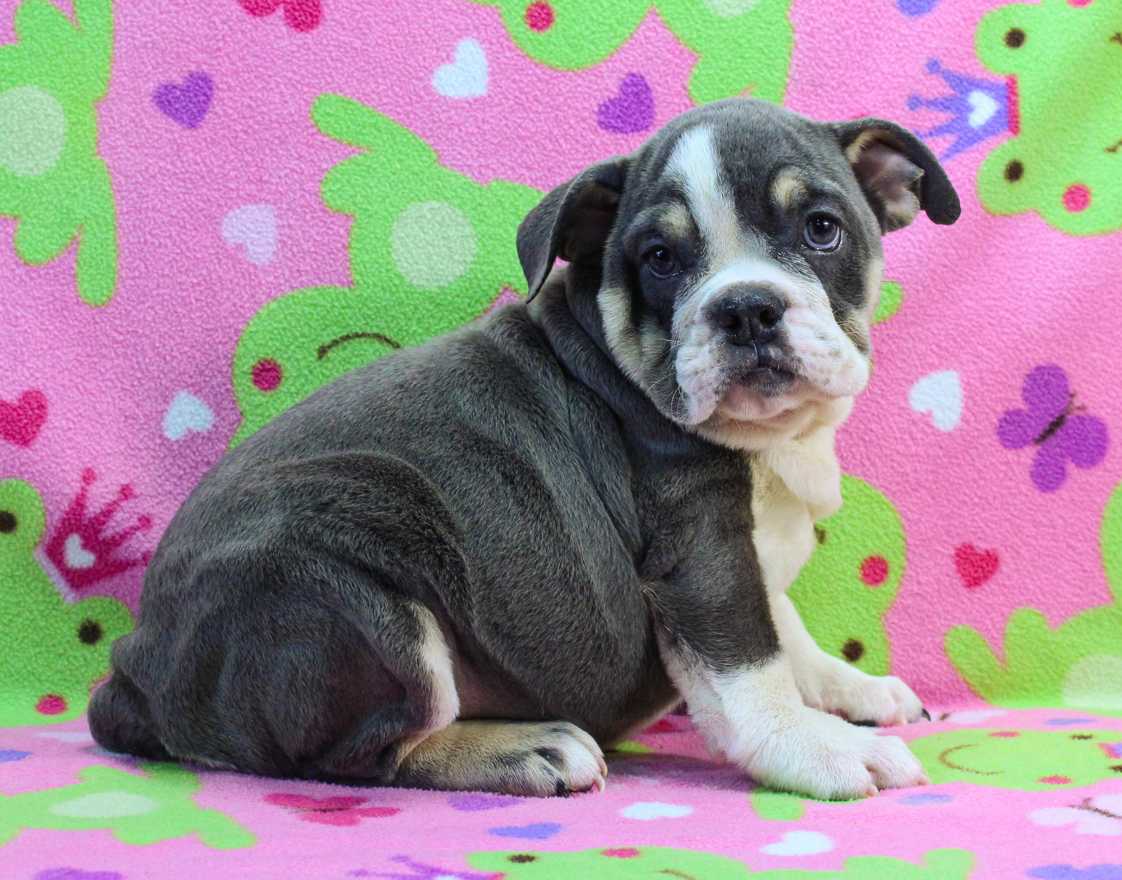 Home of the Smaller AKC English Bulldog Puppies - Newbies