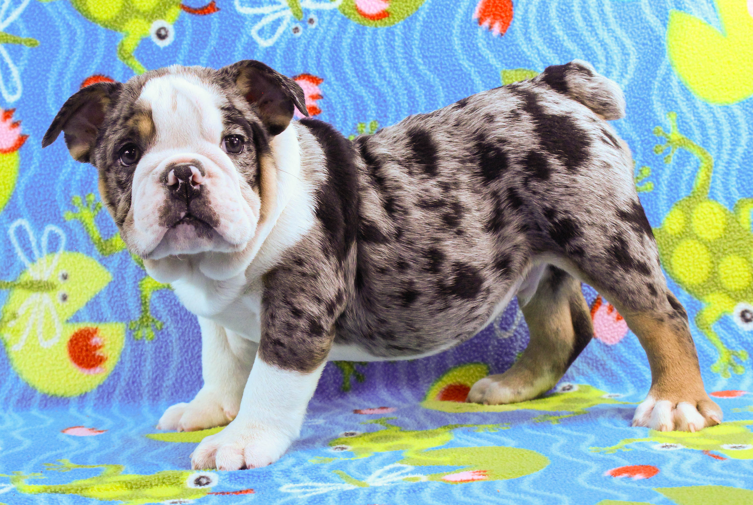 Home of the Smaller AKC English Bulldog Puppies - Newbies