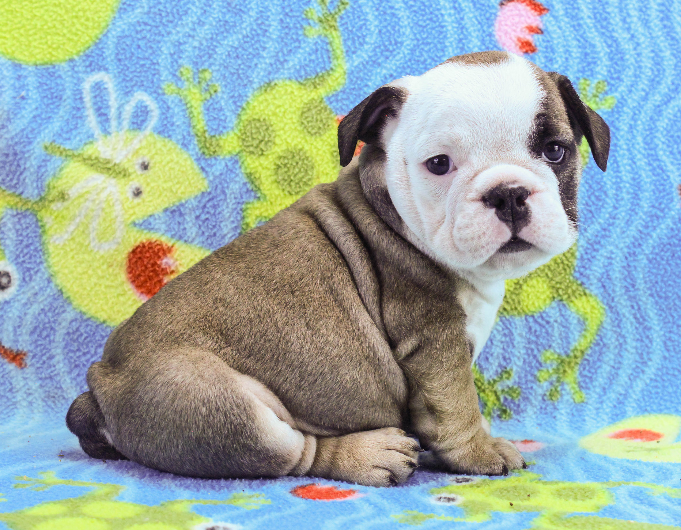 Home of the Smaller AKC English Bulldog Puppies - Newbies